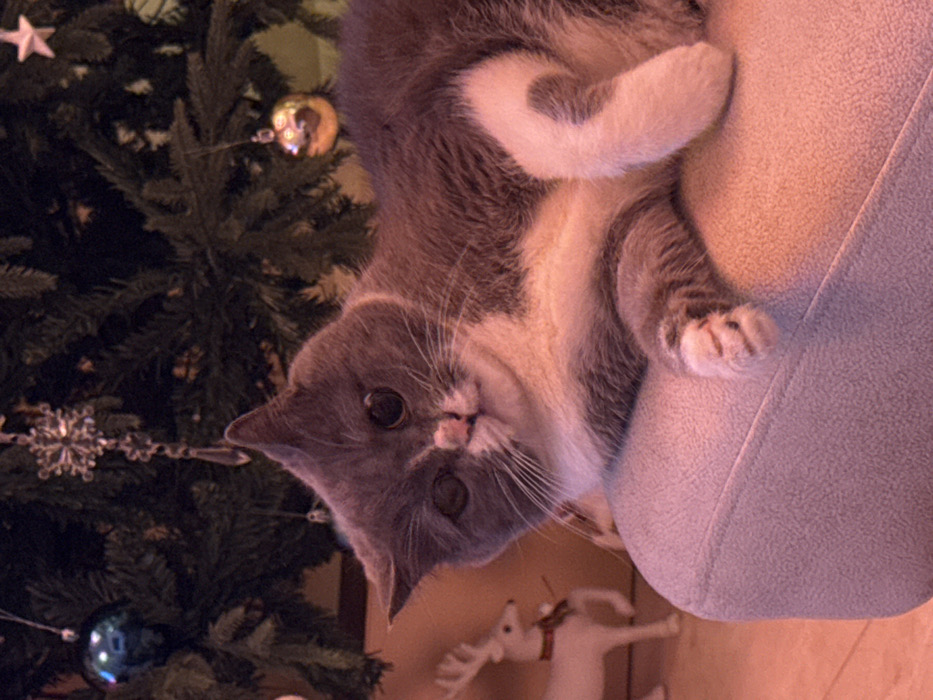 Dubai resident enjoys quiet evening with cat and roses