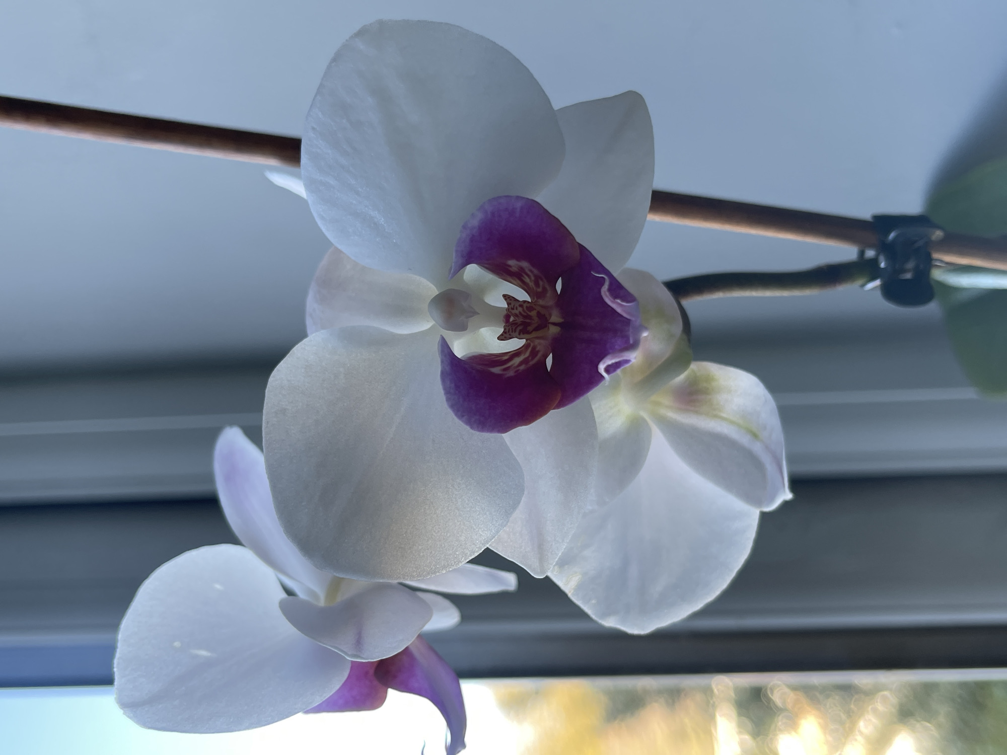 White orchids with colorful centers photographed in Maidstone