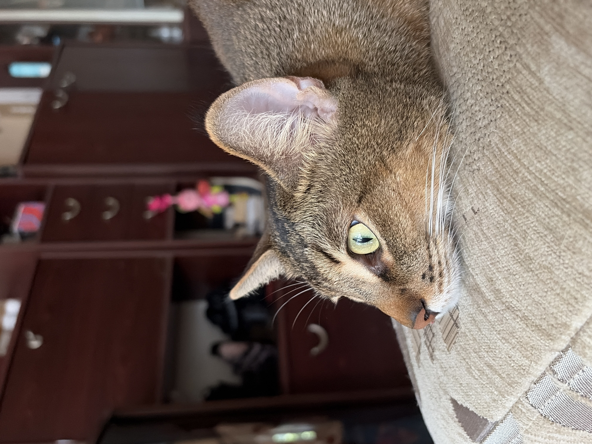 Cats, borscht, and a sunny afternoon in Lyubertsy