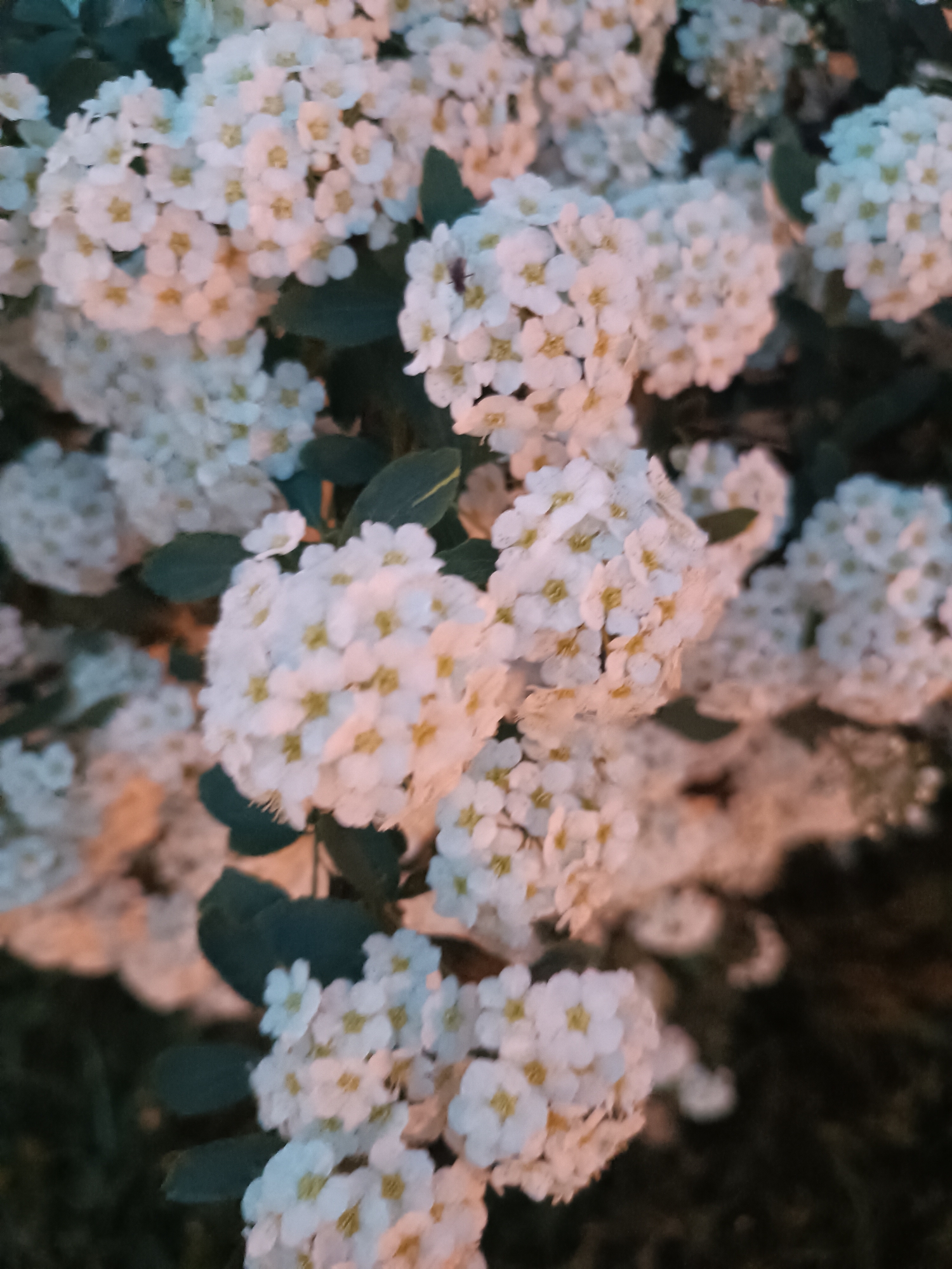 White flowering shrubs documented near fence at dusk