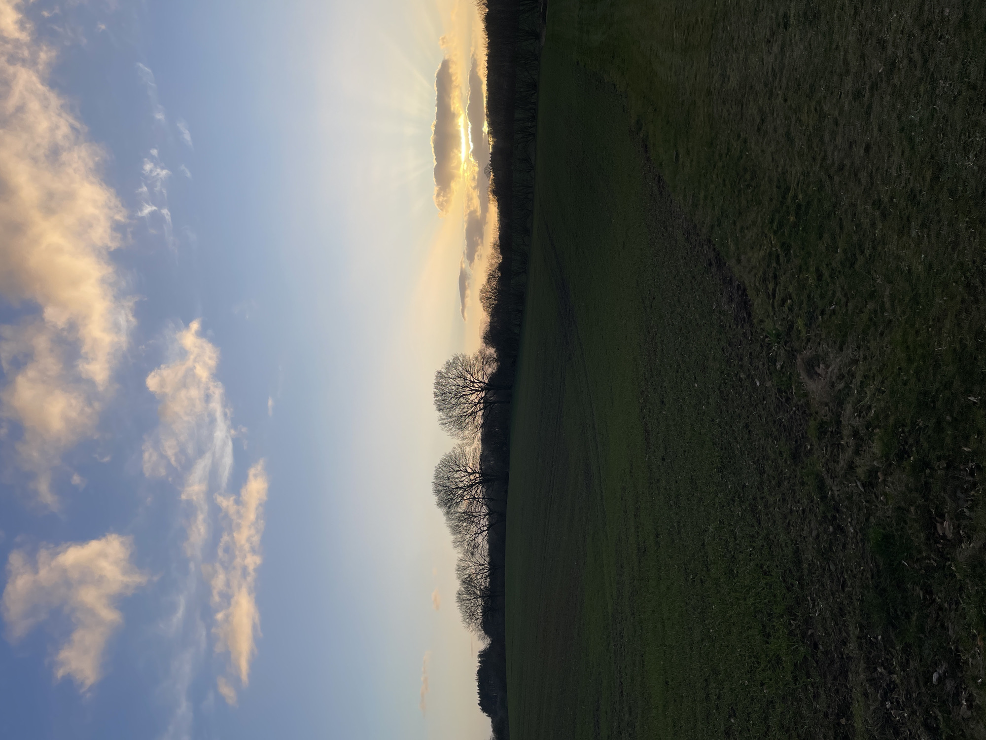 Spring daffodils bloom amid dramatic sky near Vejle Denmark