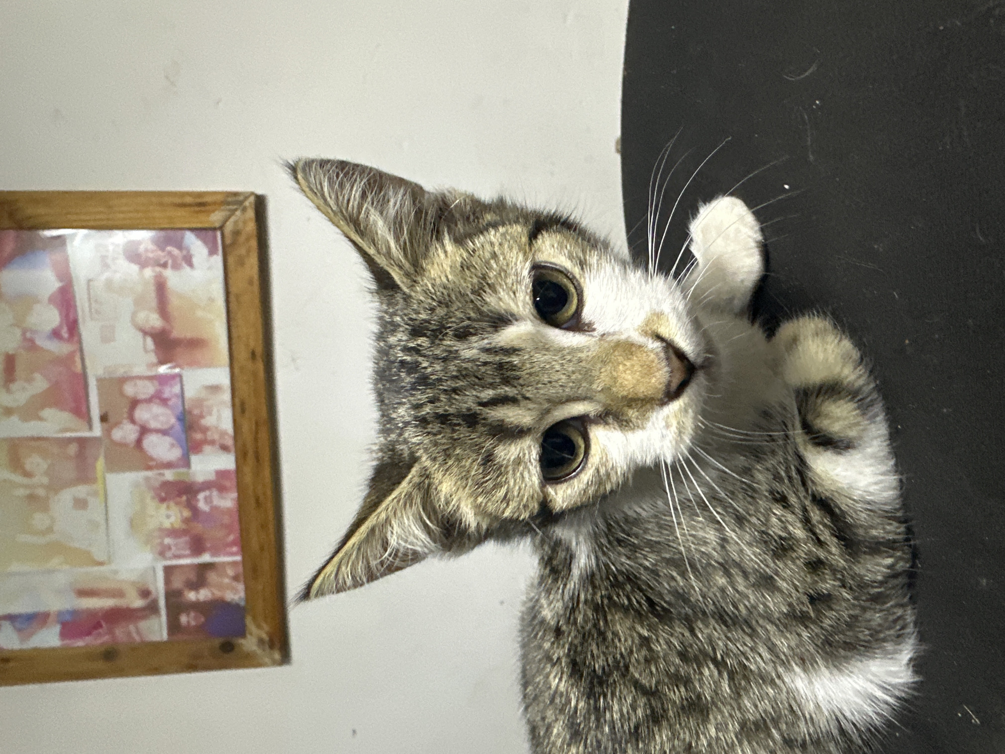 Tabby kitten photographed in various poses in Arica, Chile