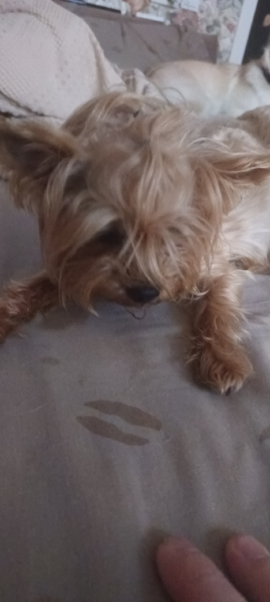 Yorkshire Terrier chilling at home in Almaty