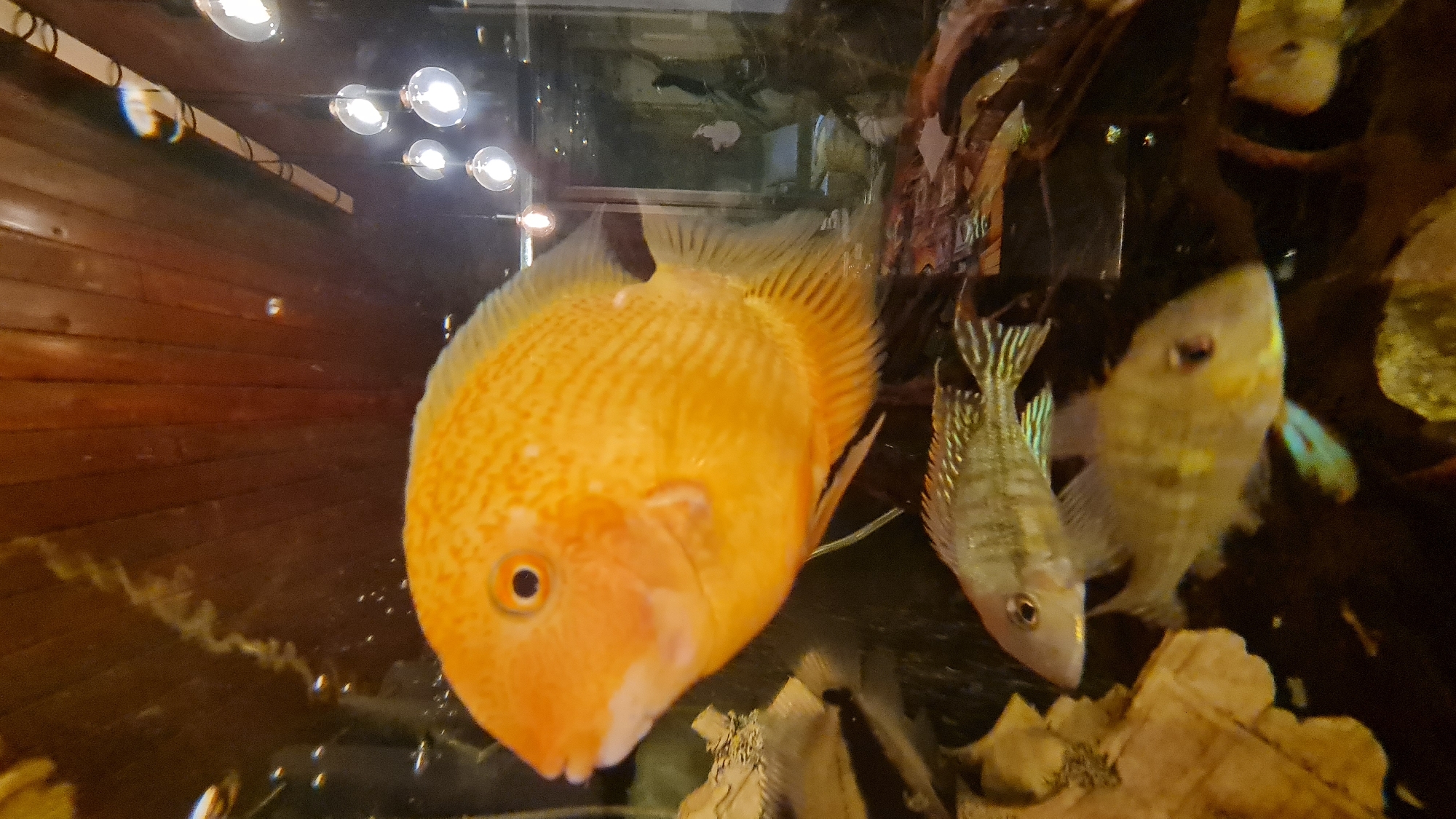 Aquarium viewing and tarot reading documented in Lachish region