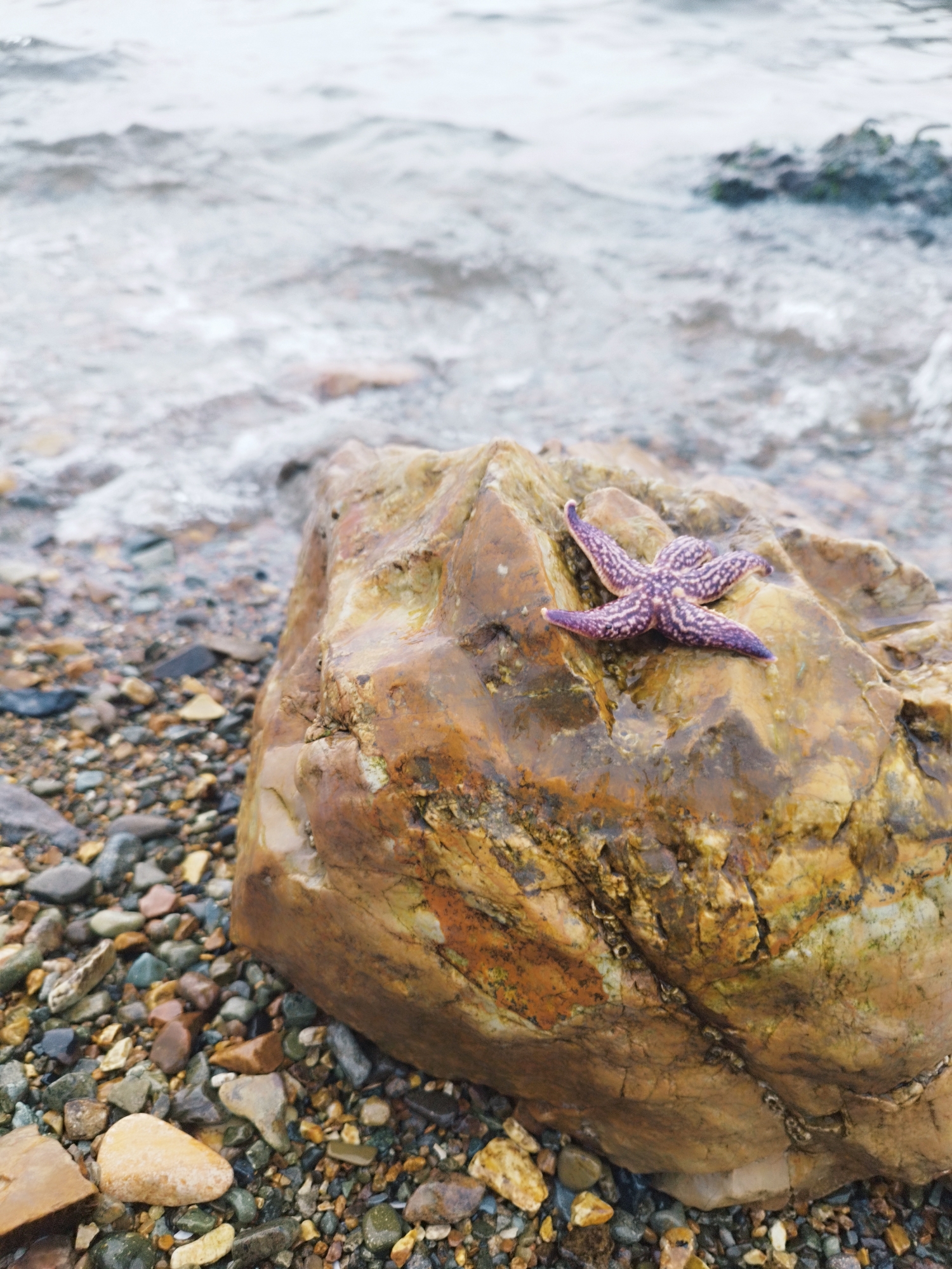 Starfish and rocky shores on a Vladivostok summer morning