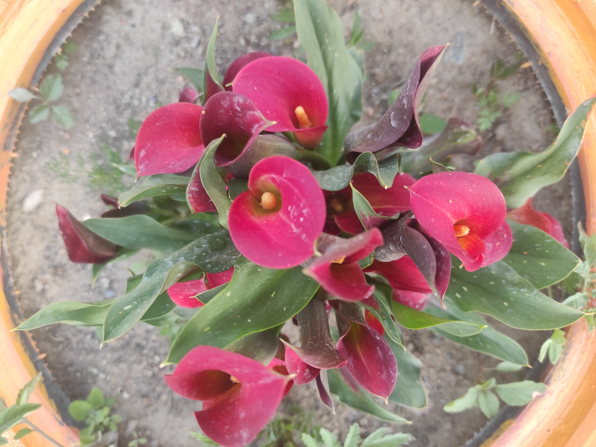 Garden plants and flowers in a Kyrgyzstan plot, mid-summer