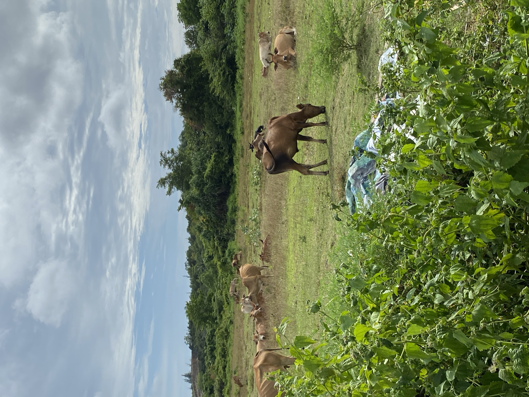 Cattle, muddy fields, and unfinished construction in rural Aceh