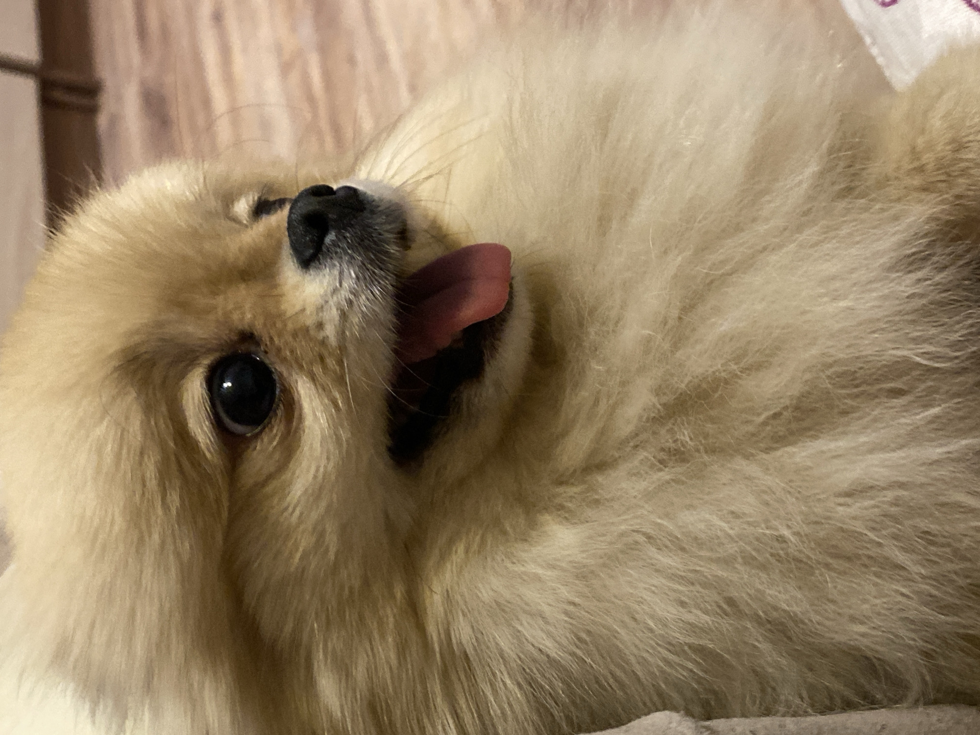 Fluffy Pomeranian photographed resting at unknown location