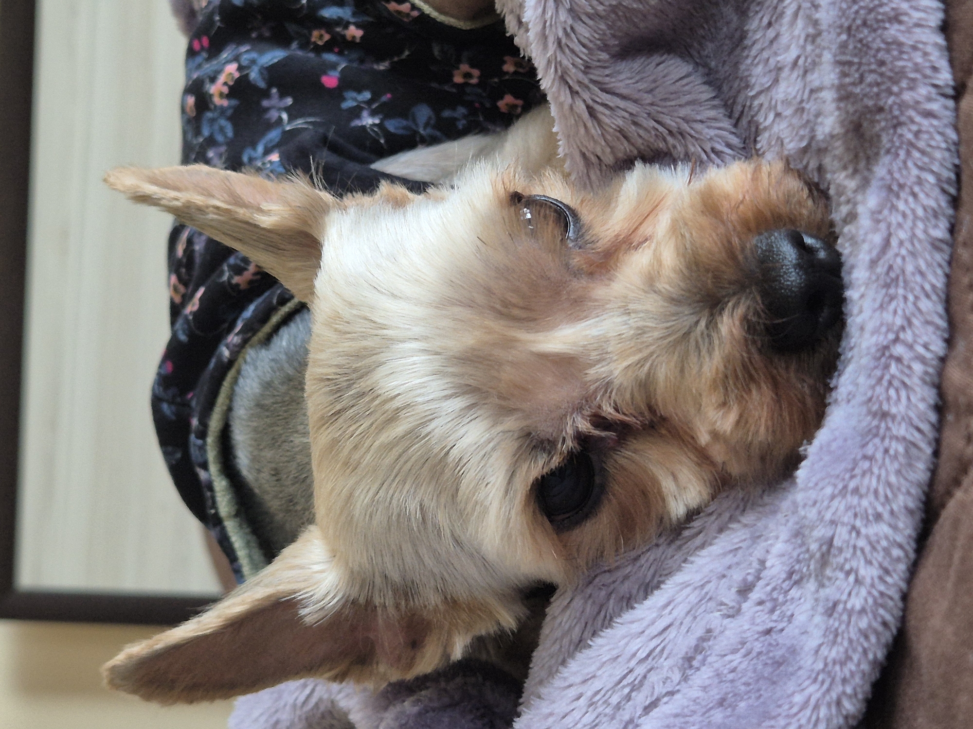 Small terrier photographed in close-up in Pavlikeni, Bulgaria