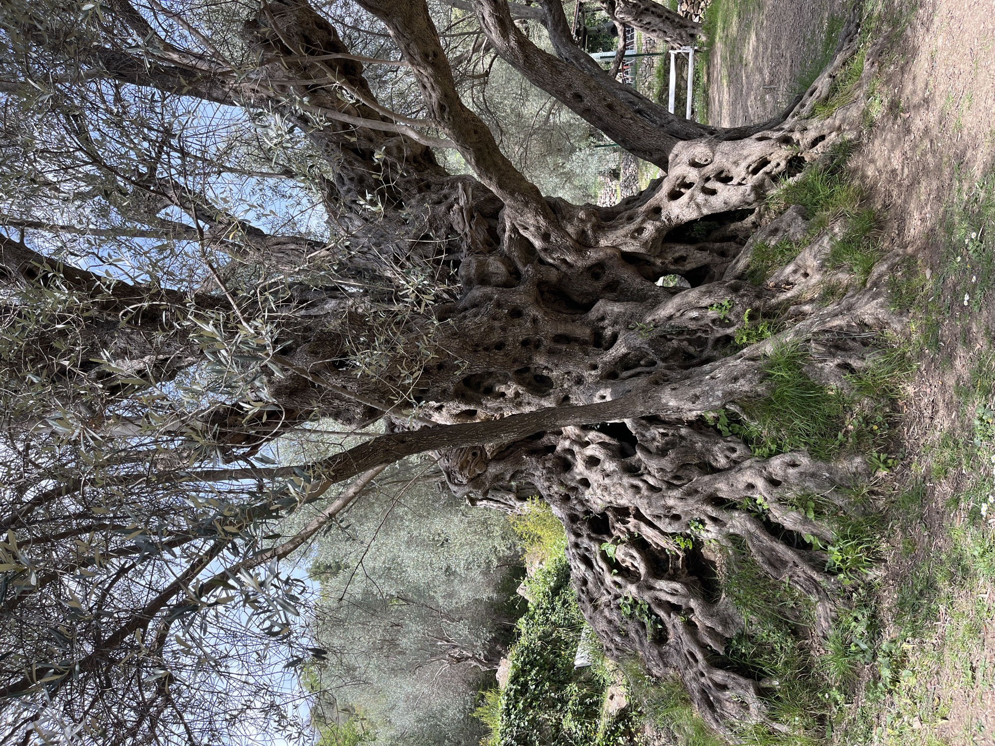 Ancient gnarled olive tree observed in Ivanovići, Montenegro