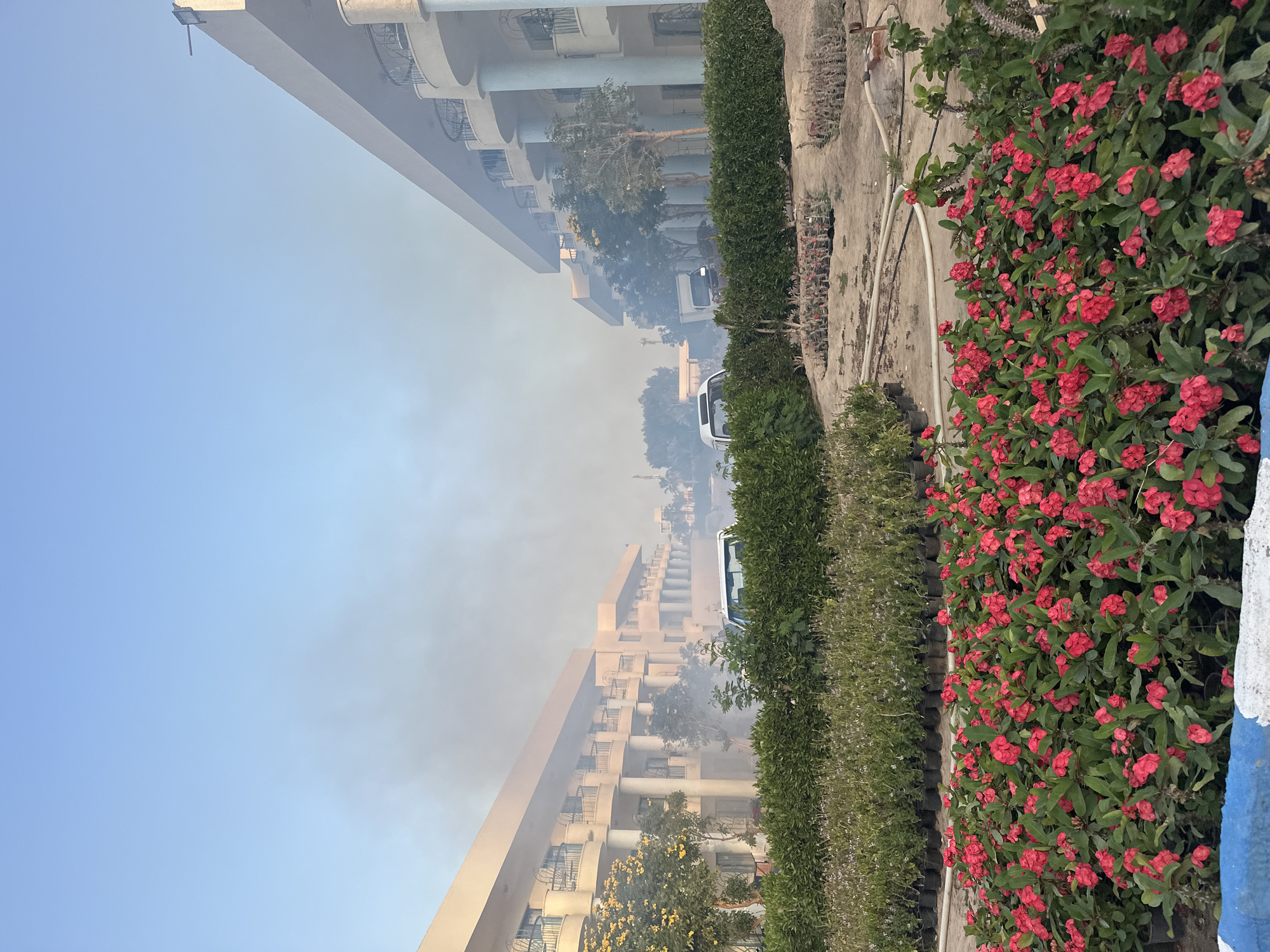 Smoke and plants documented in Egyptian city streets