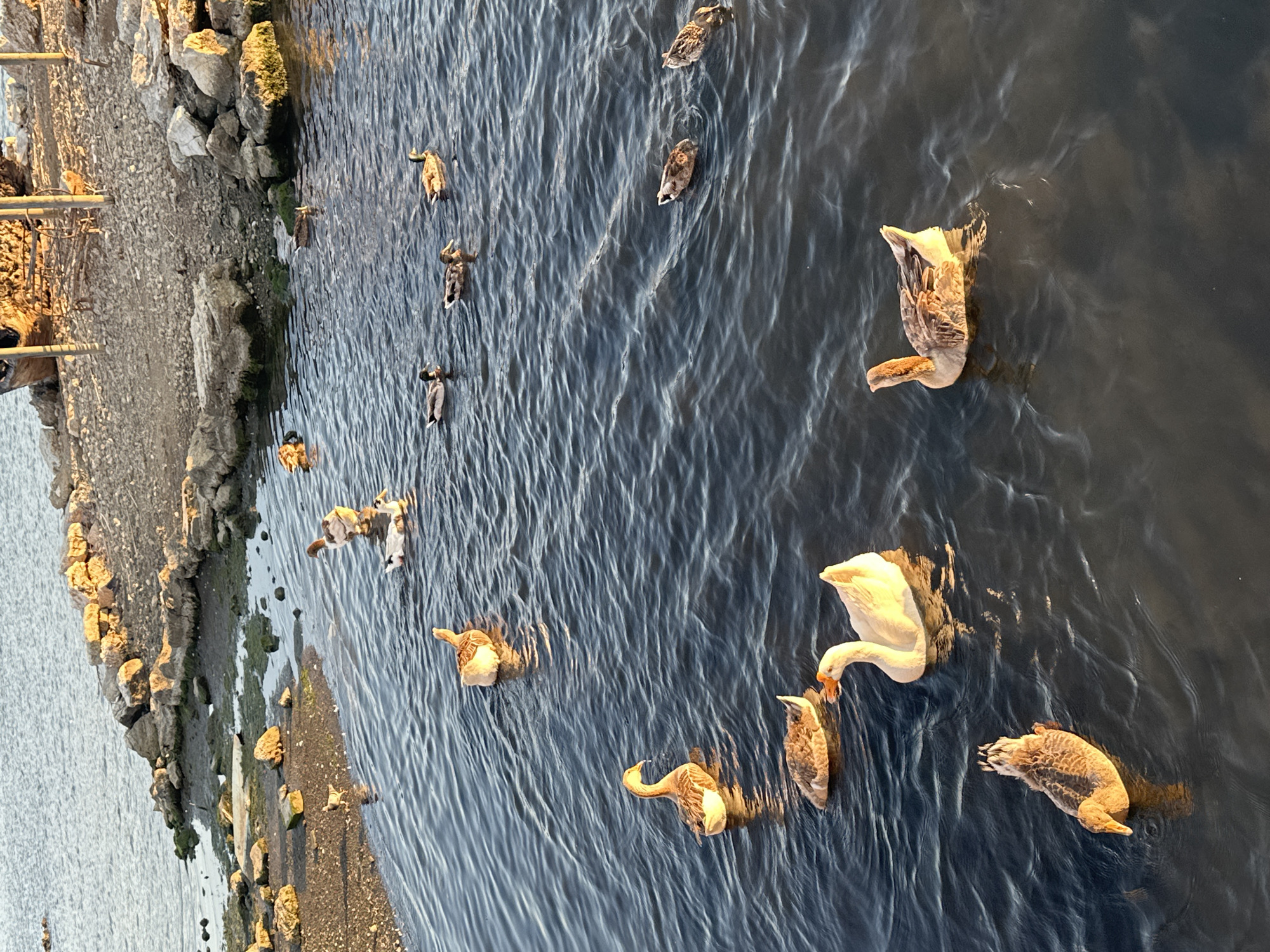 Waterfowl gather in Fethiye bay during golden hour afternoon