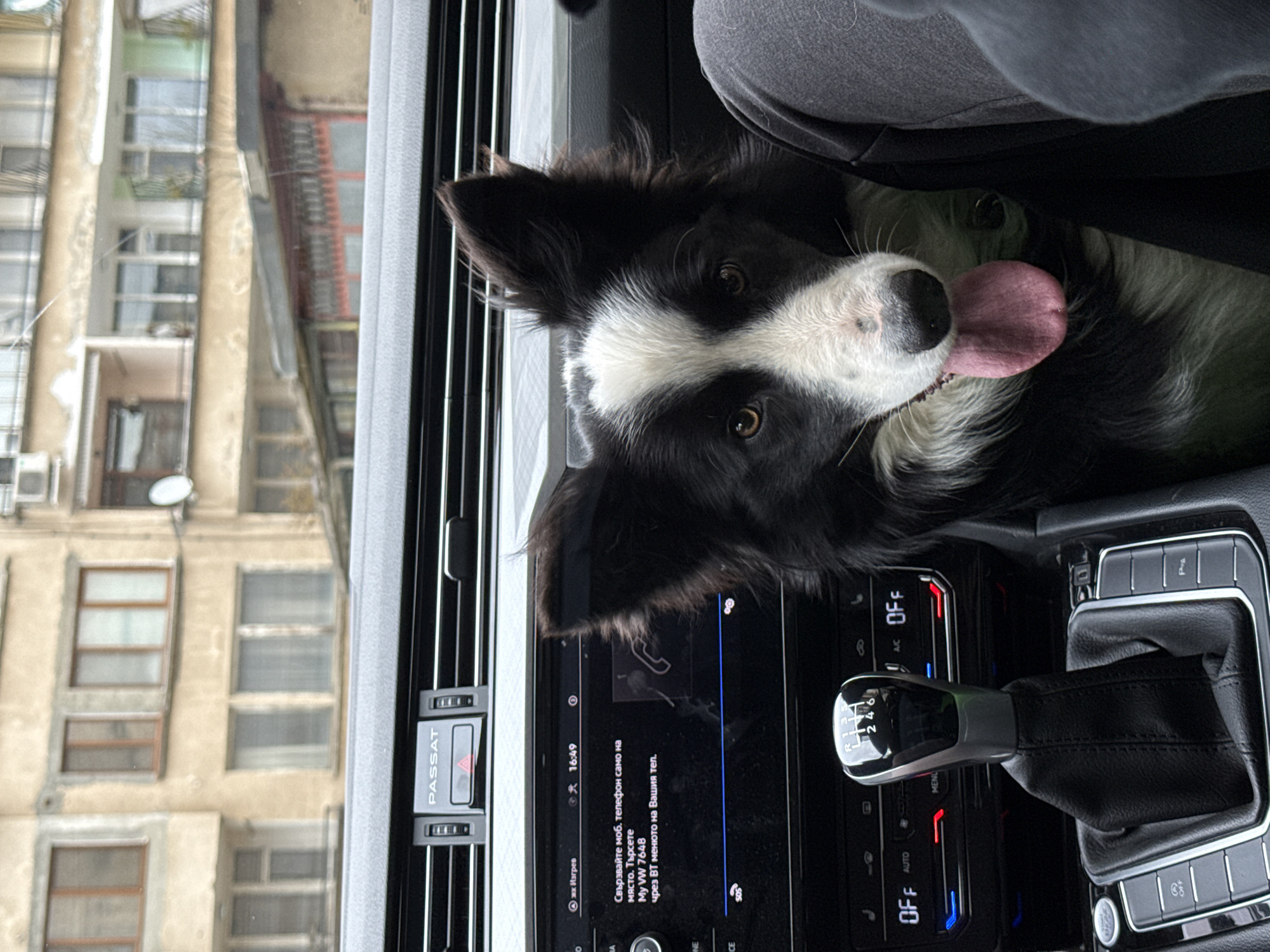 Border collie rides passenger seat in Bulgarian car