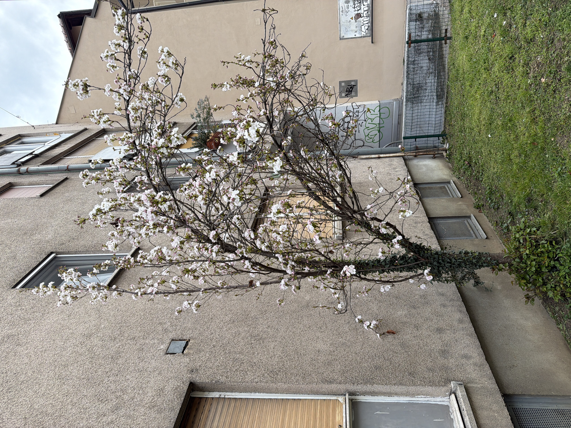 Cherry blossom tree blooms in Ljubljana urban setting