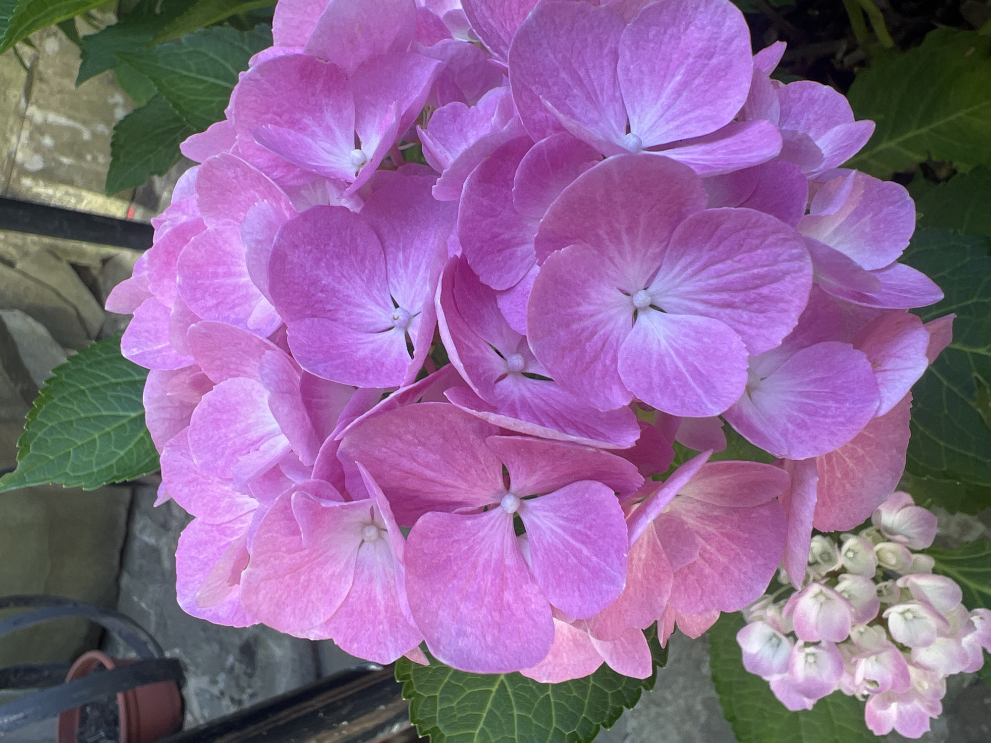 Pink hydrangeas and rustic wooden decor in Yaremche