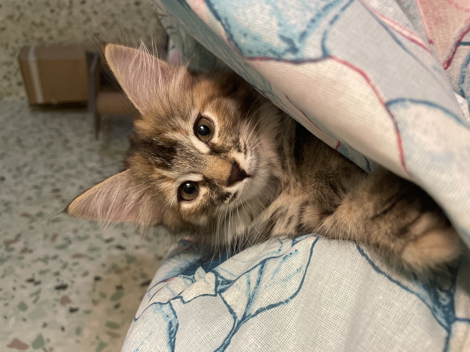 Kittens getting cozy in blankets and arms indoors