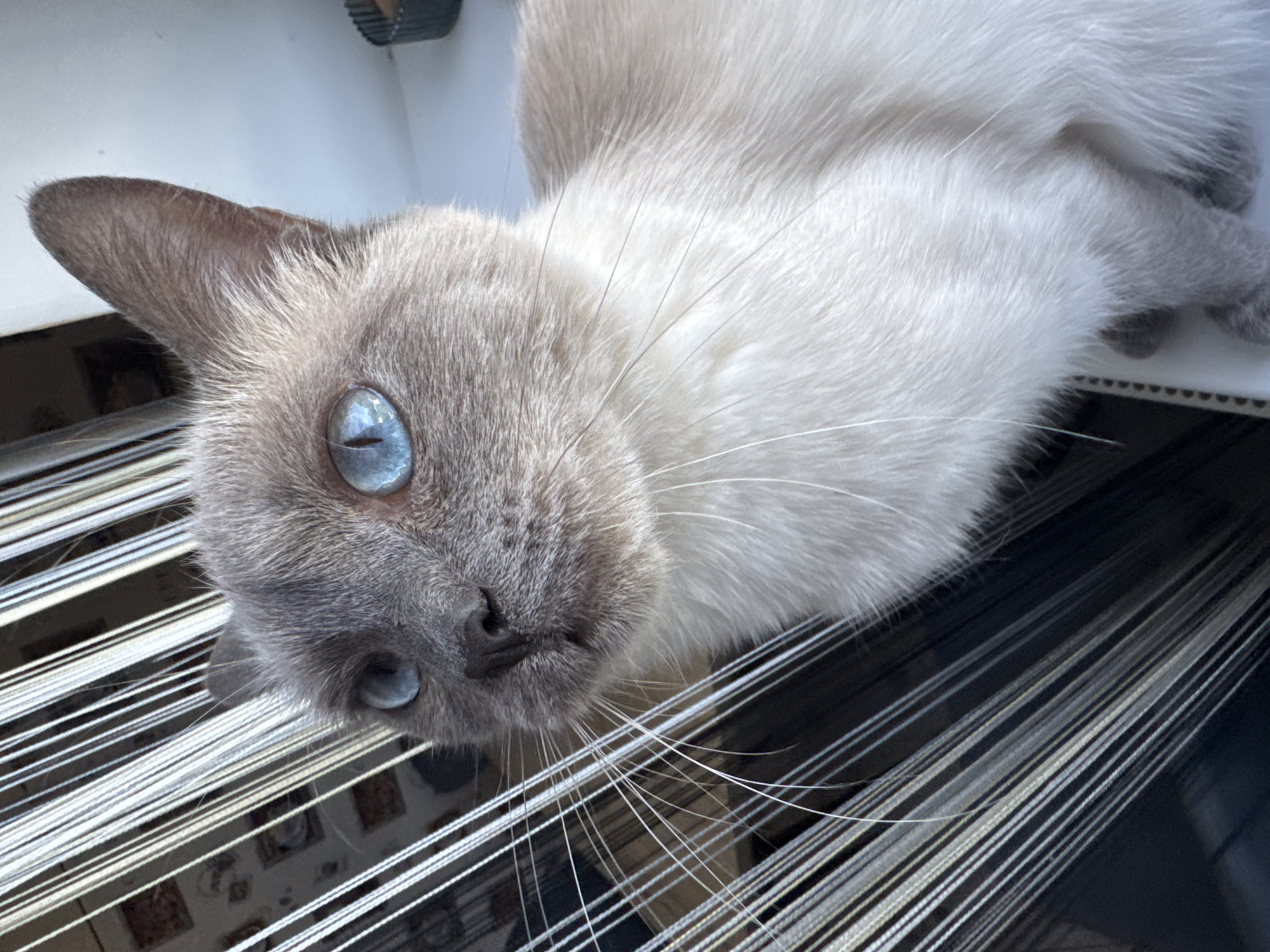 Siamese cat at a Slonim windowsill, multiple angles