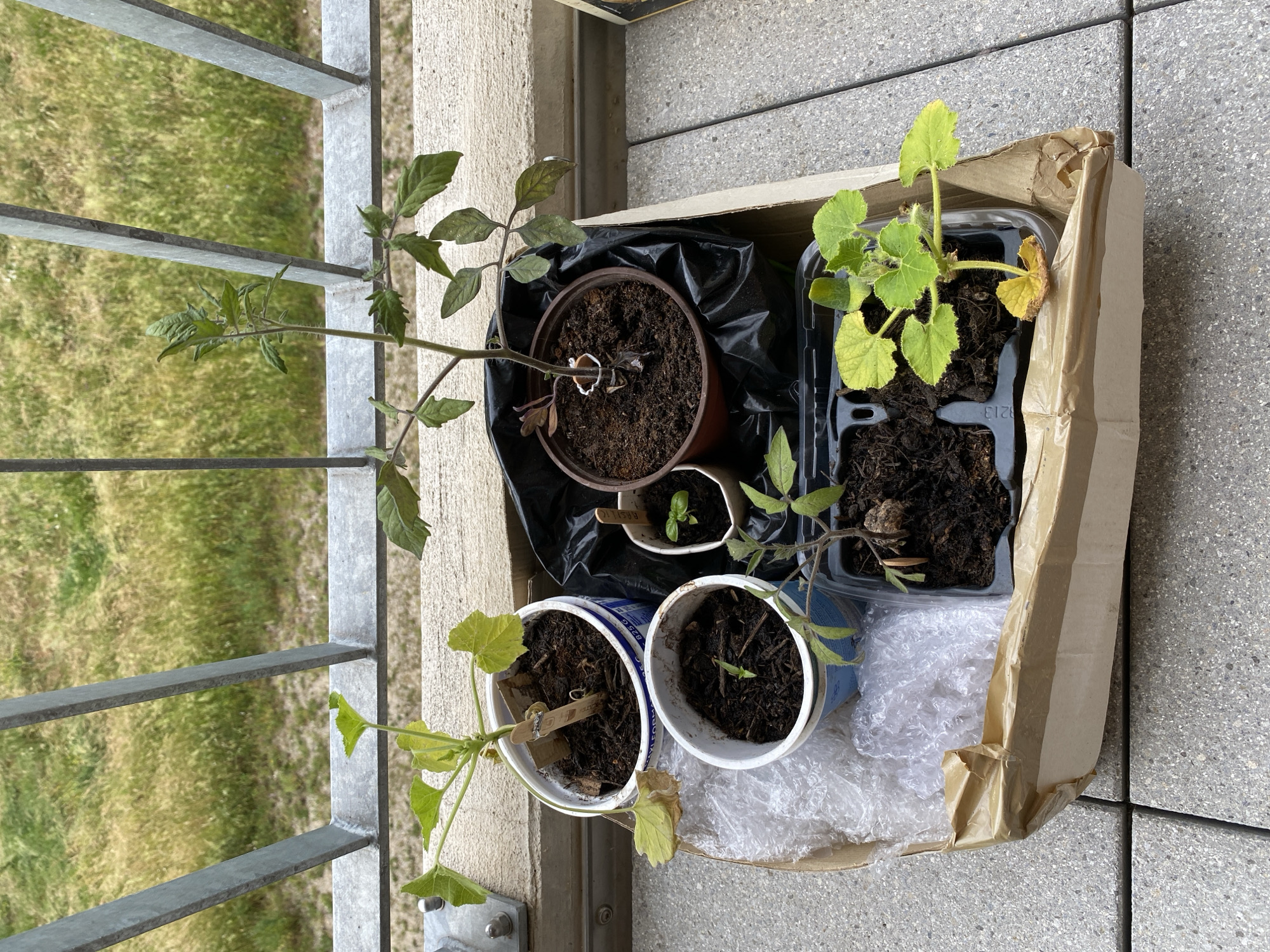 Balcony gardening documented in Milvignes overlooking Lake Neuchâtel
