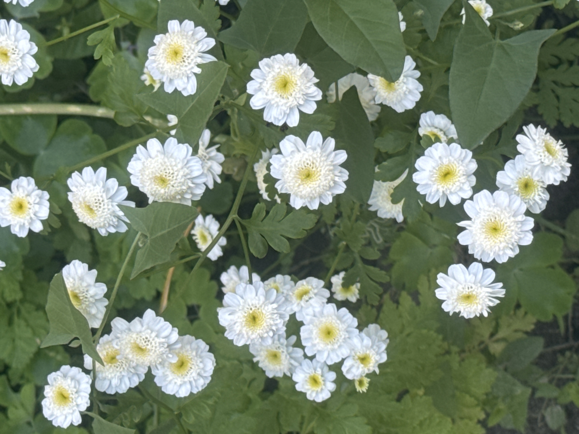 Afternoon drive through Poltava with garden stops along the way