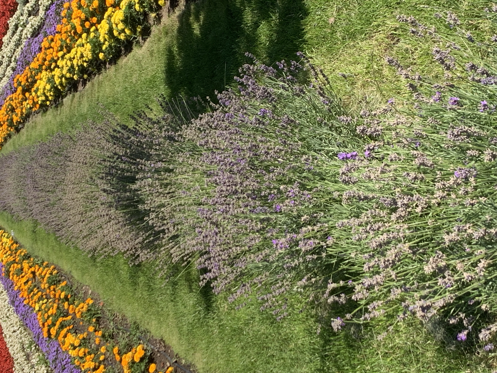 Colorful layered garden beds in full bloom, Kolomyia