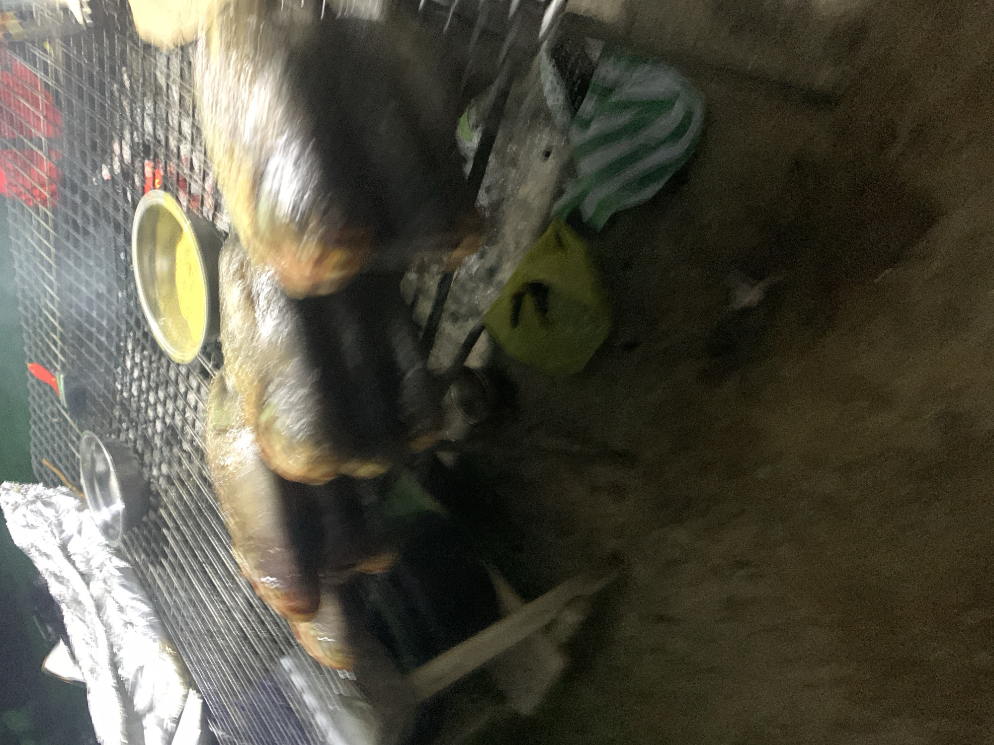 Street food night in Jos: grilled fish, stalls, and a puppy
