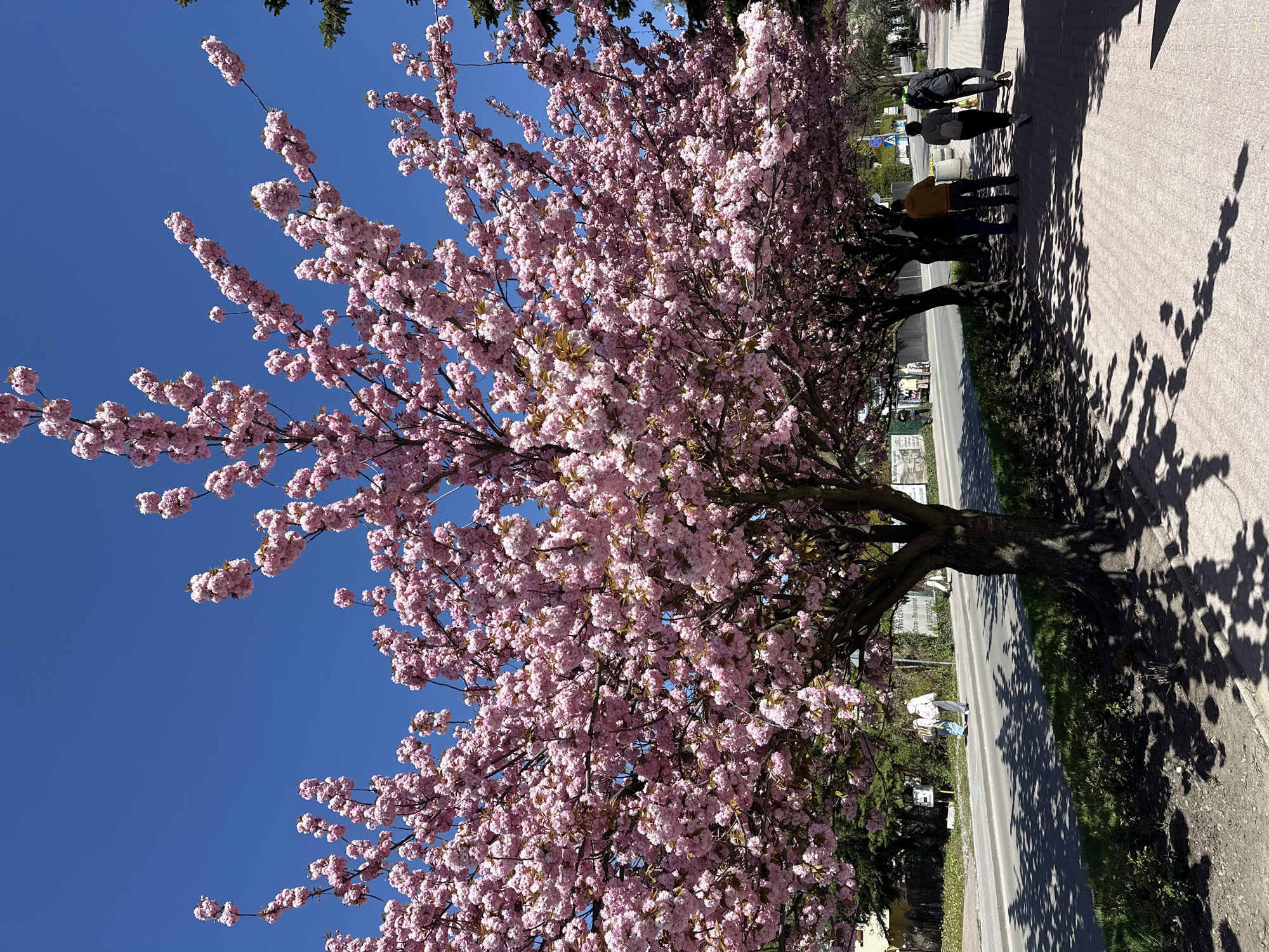 Cherry blossoms bloom in Ustroń, Poland drawing visitors
