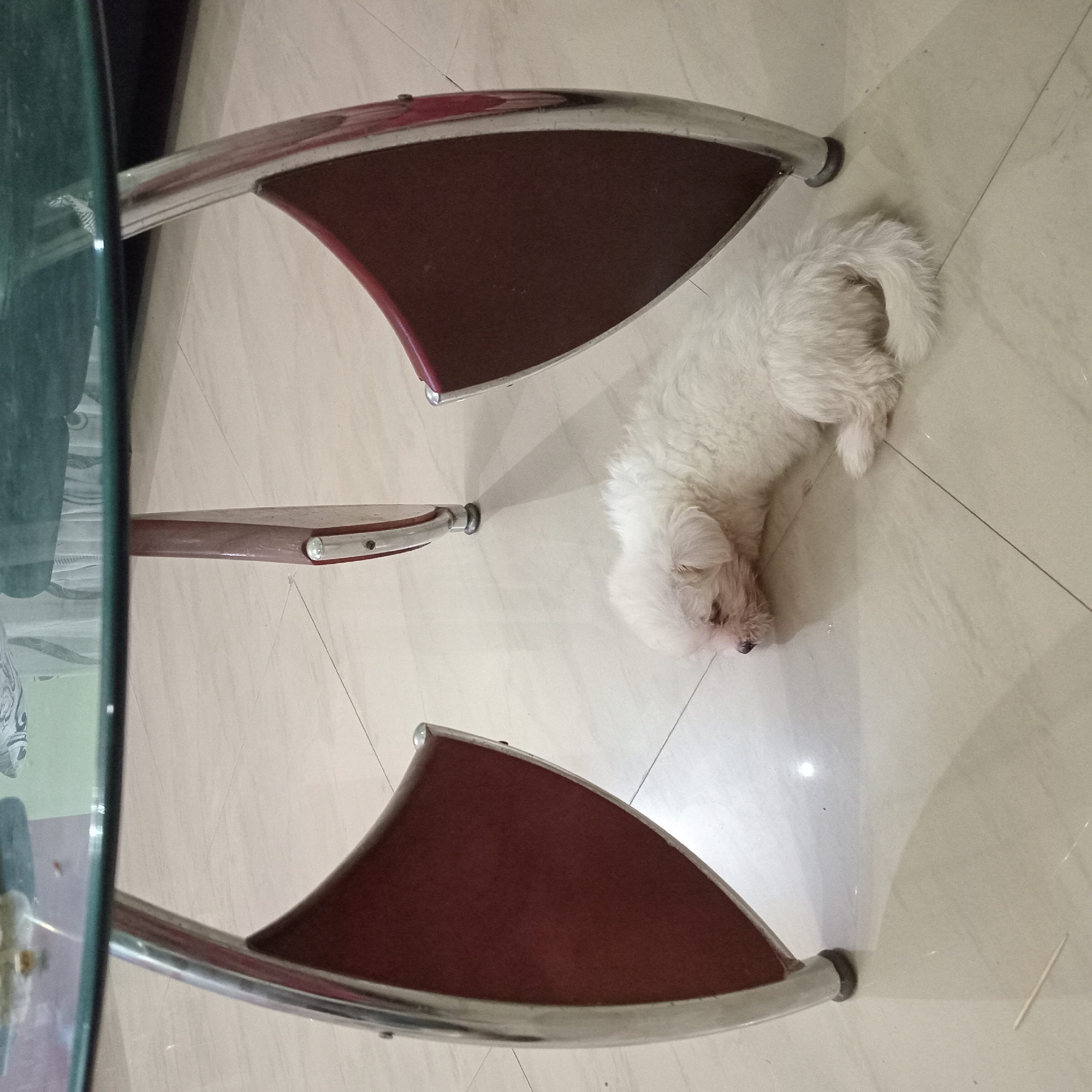 Small white dog rests under glass table in Narayi
