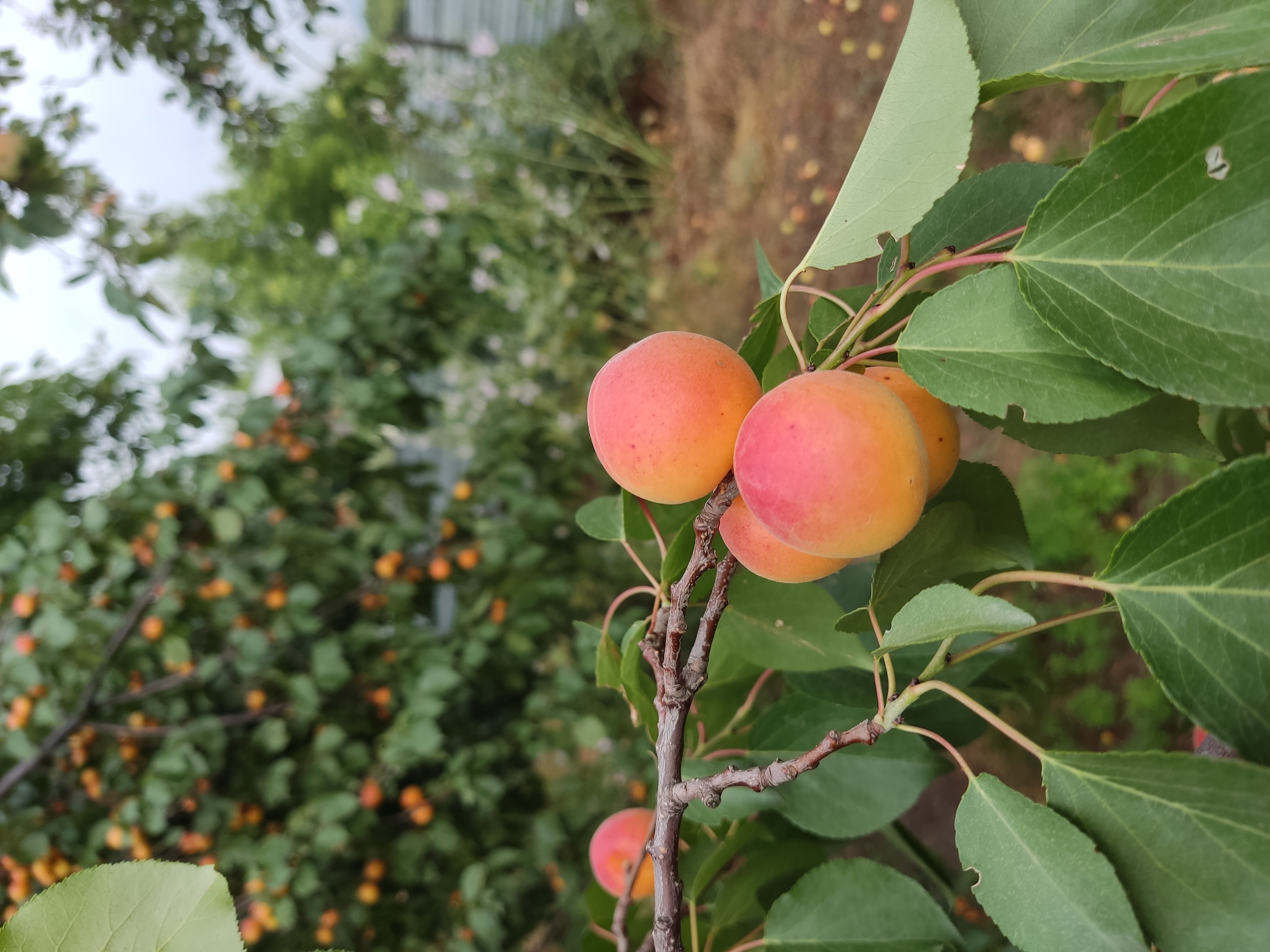 Kazakhstan backyard in full summer swing — livestock, fruit trees, and garden