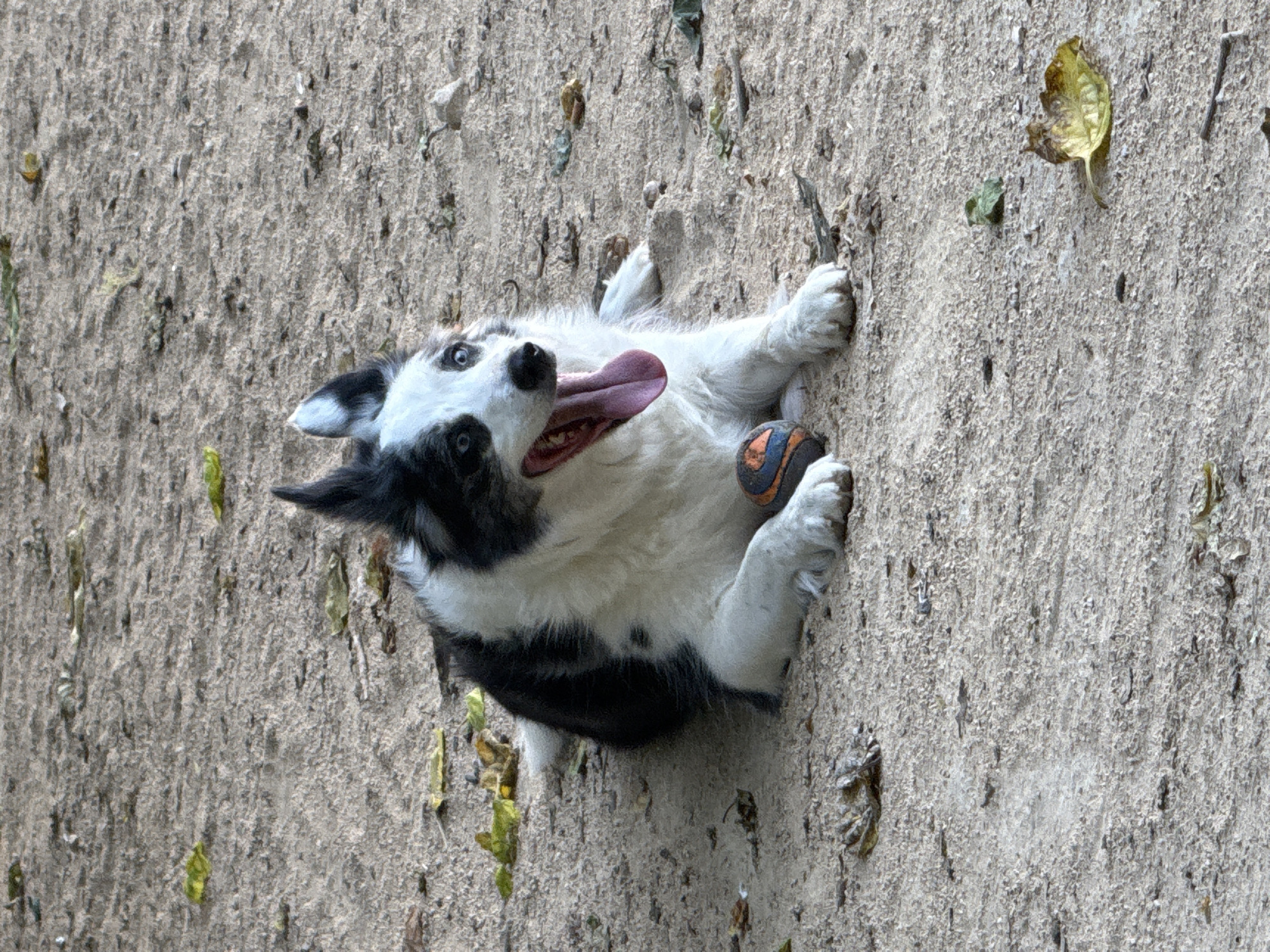 Dog rests with ball during morning playtime