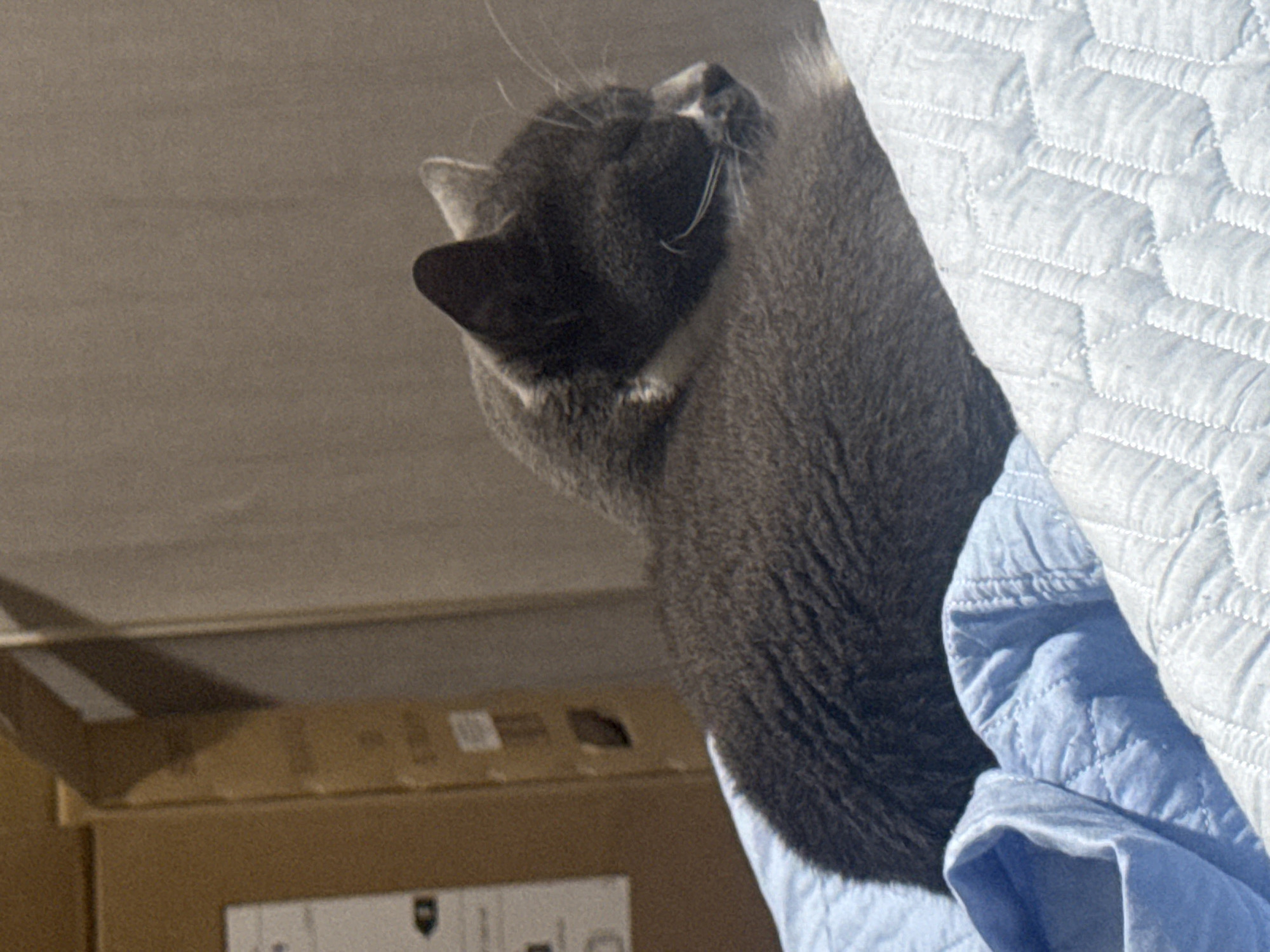Evening snapshots in Tbilisi: sleeping cat, money display, sneakers