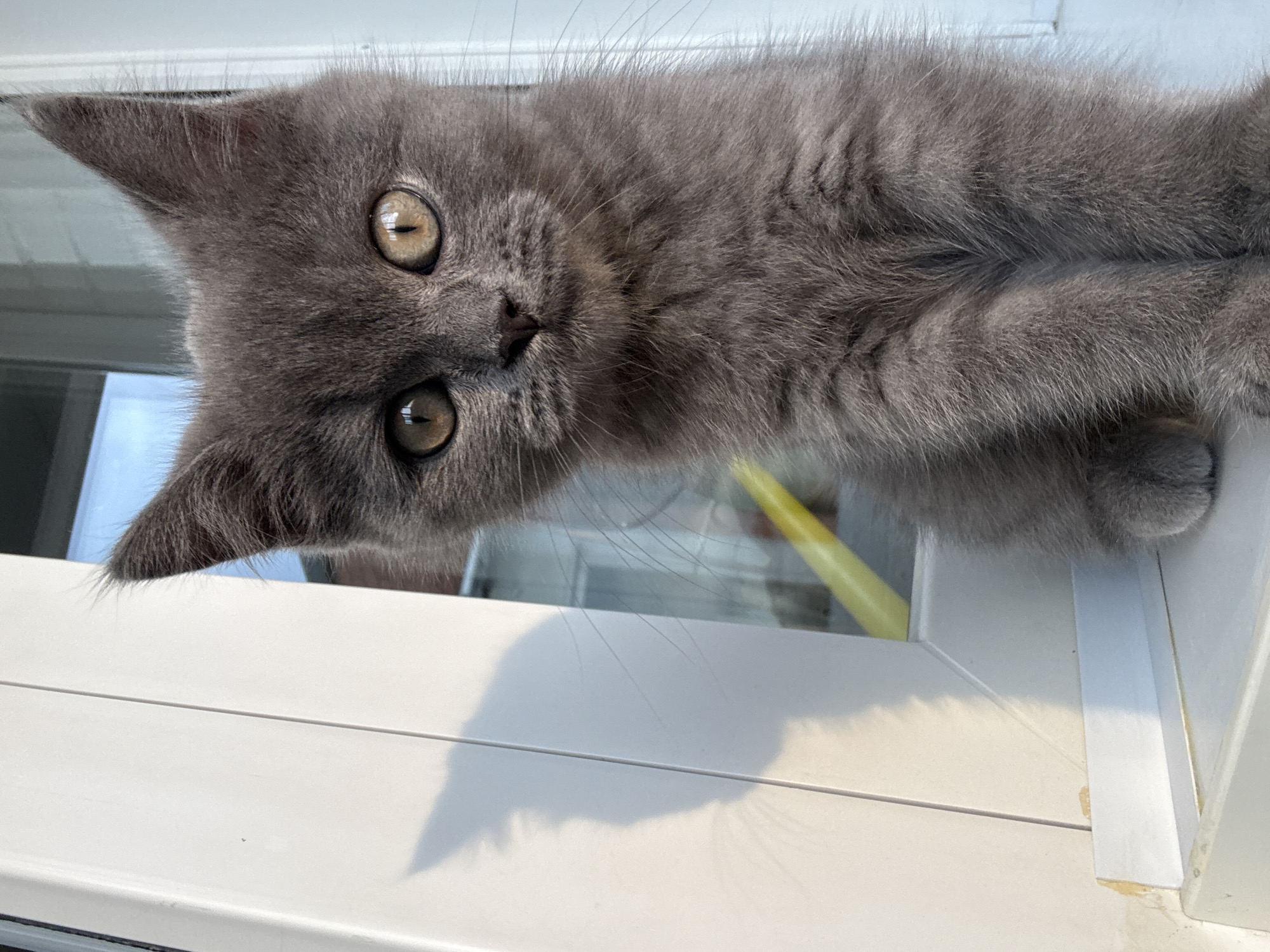 Gray cat on a windowsill watching the sunset