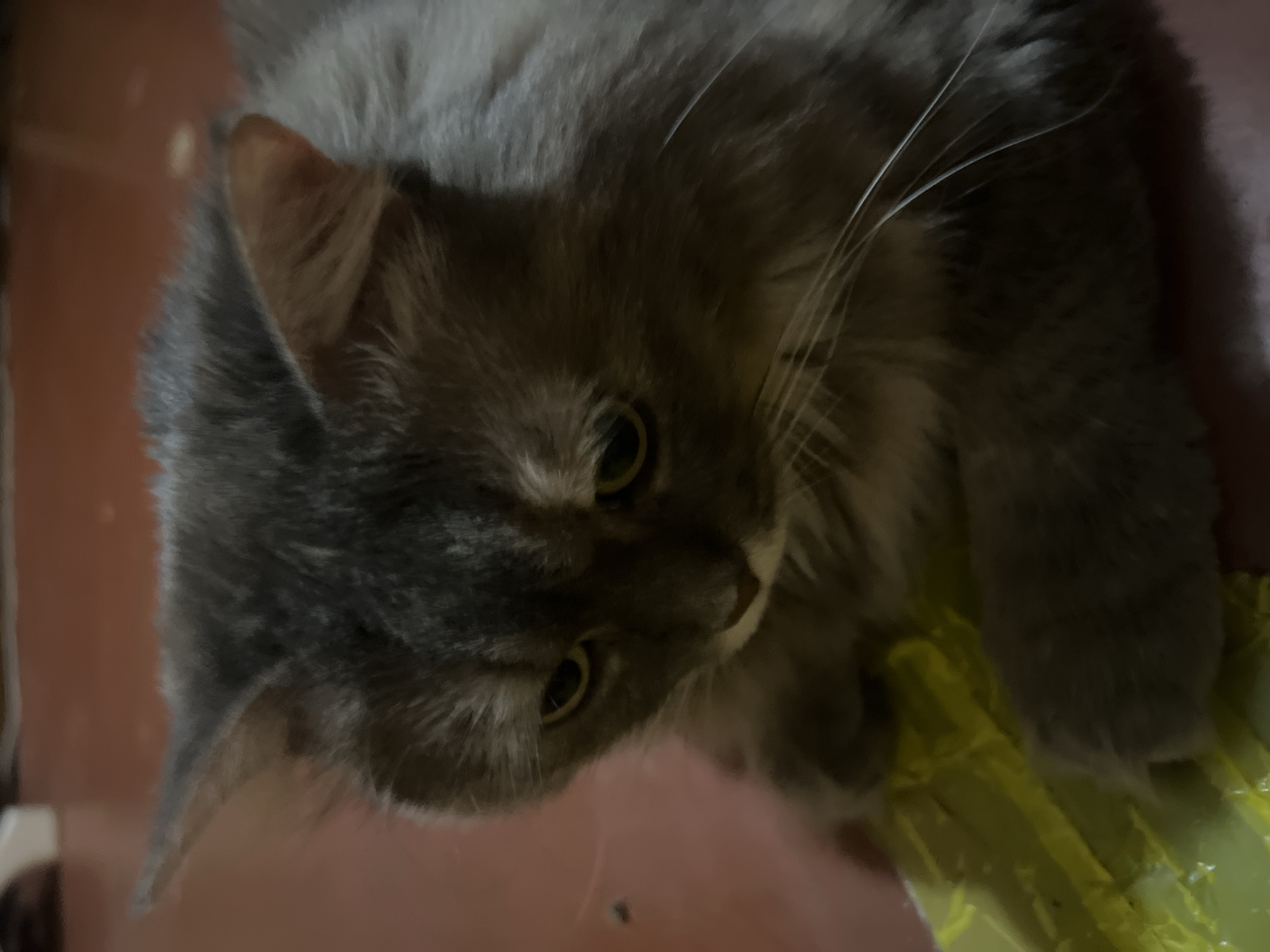 Lazy afternoon with a gray cat in a Kyiv apartment