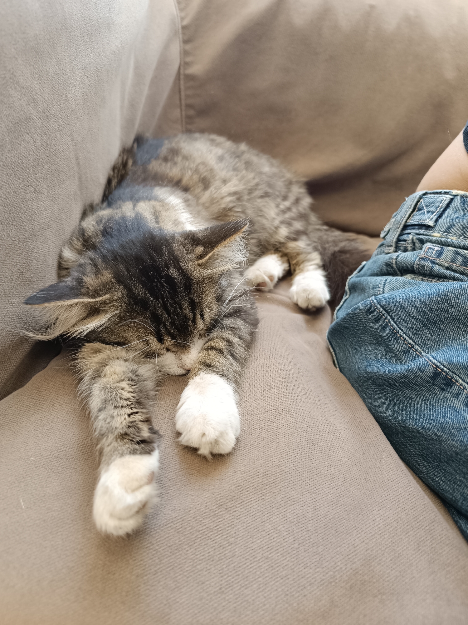 Cat naps on couch in Bulgarian home