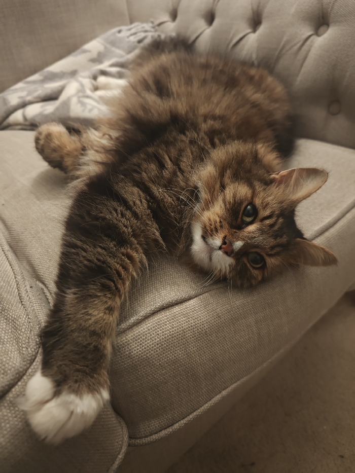 London resident captures quiet evening at home with cat