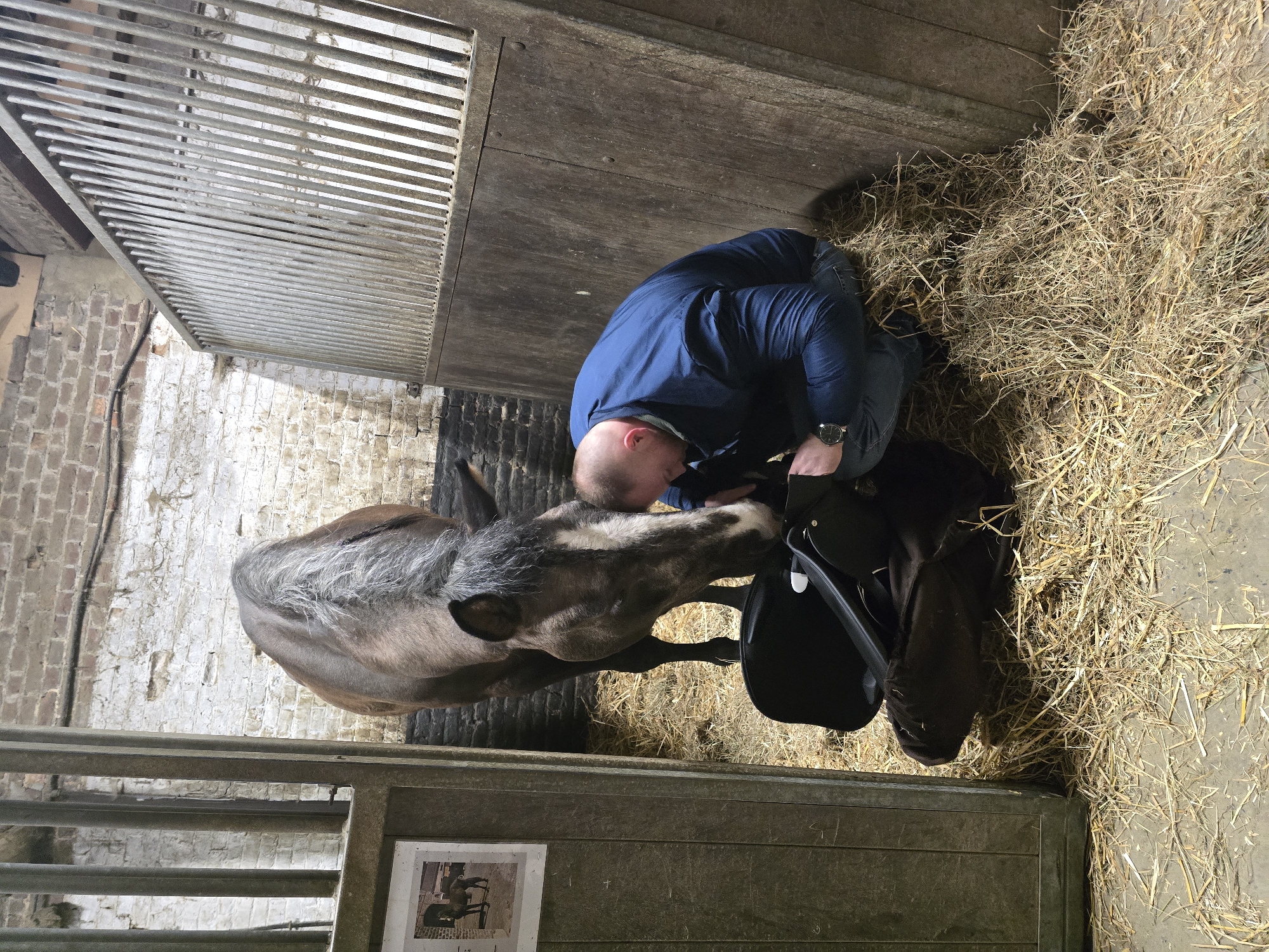 Man saddles horse in Belgian stable