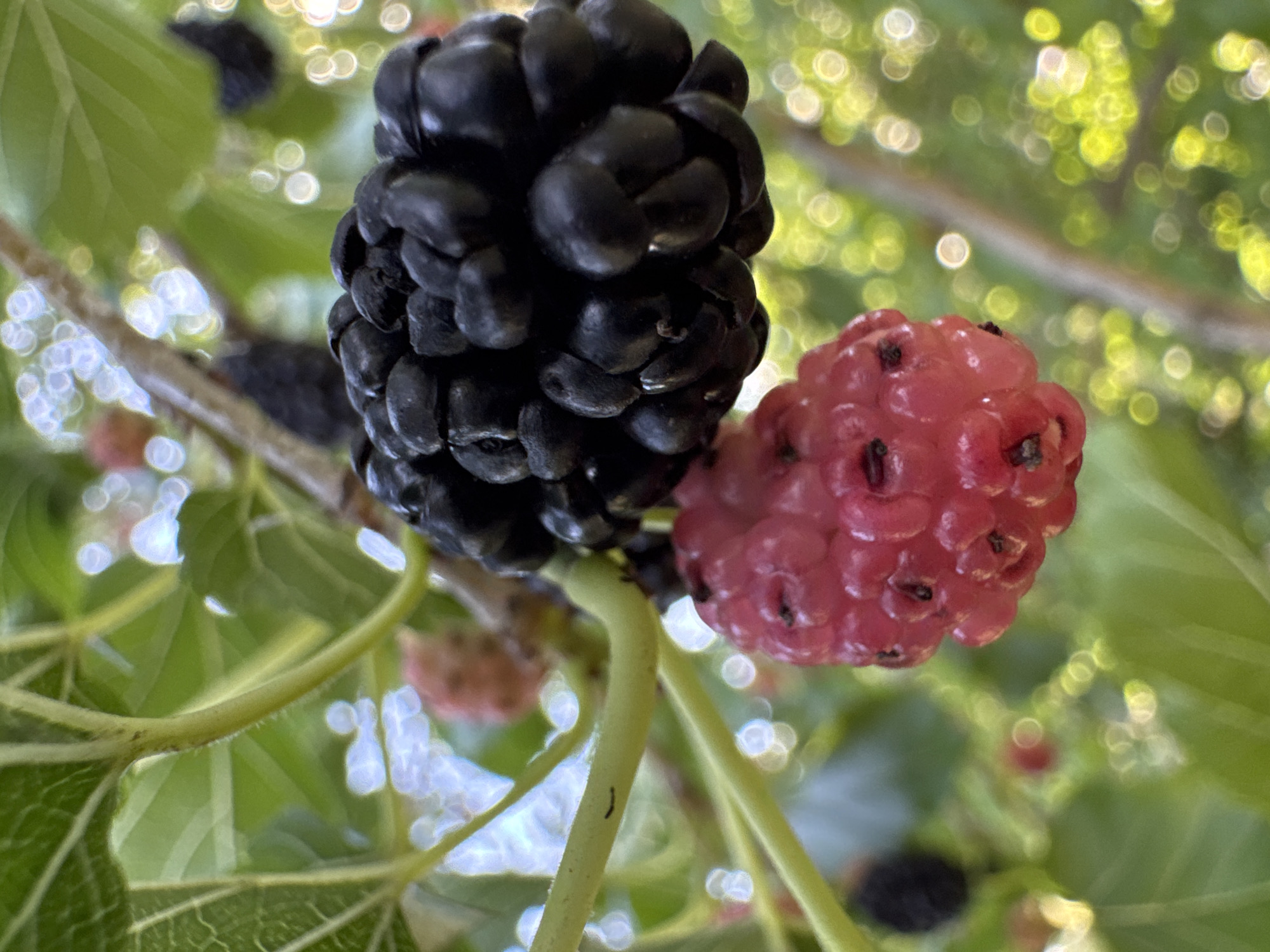 Mulberries ripening on a branch in Chervonyi Step