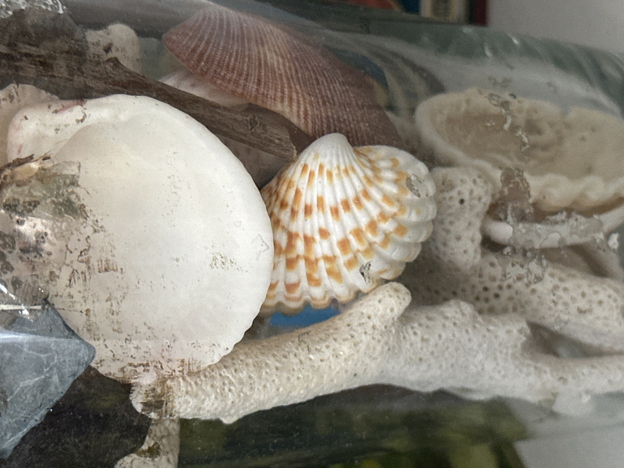 Shells in glass, bundled twigs — natural objects up close