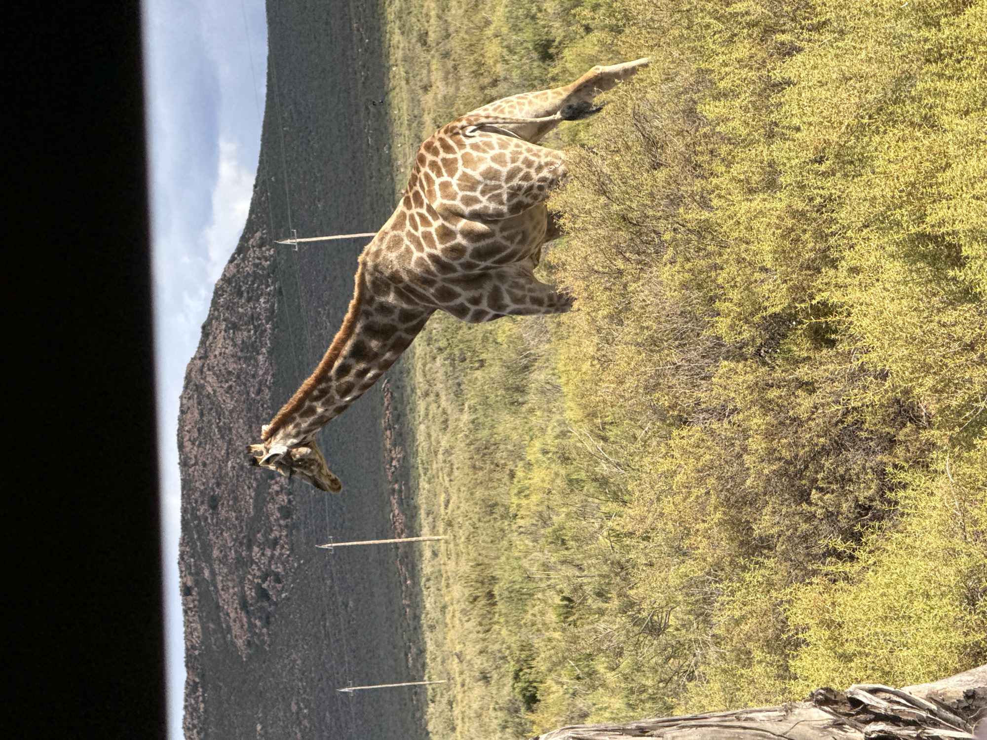 Giraffe spotted in Breede Valley Nu from vehicle