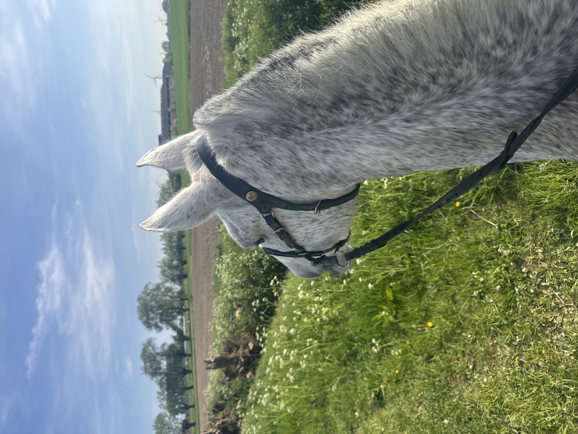 Gray horse grazing in Belgian field near Estaimpuis