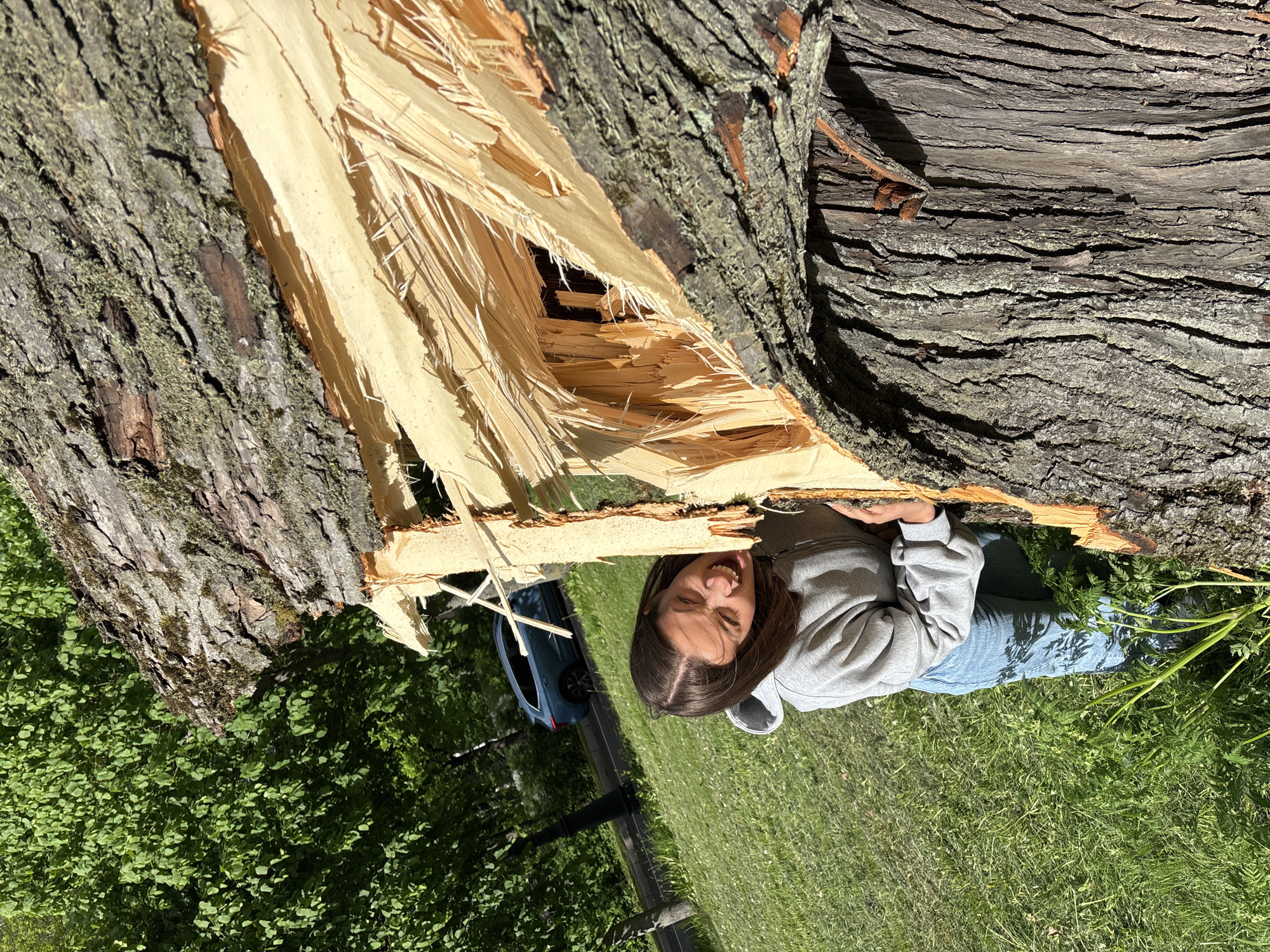 Fallen tree documented by witnesses in Saint Petersburg park