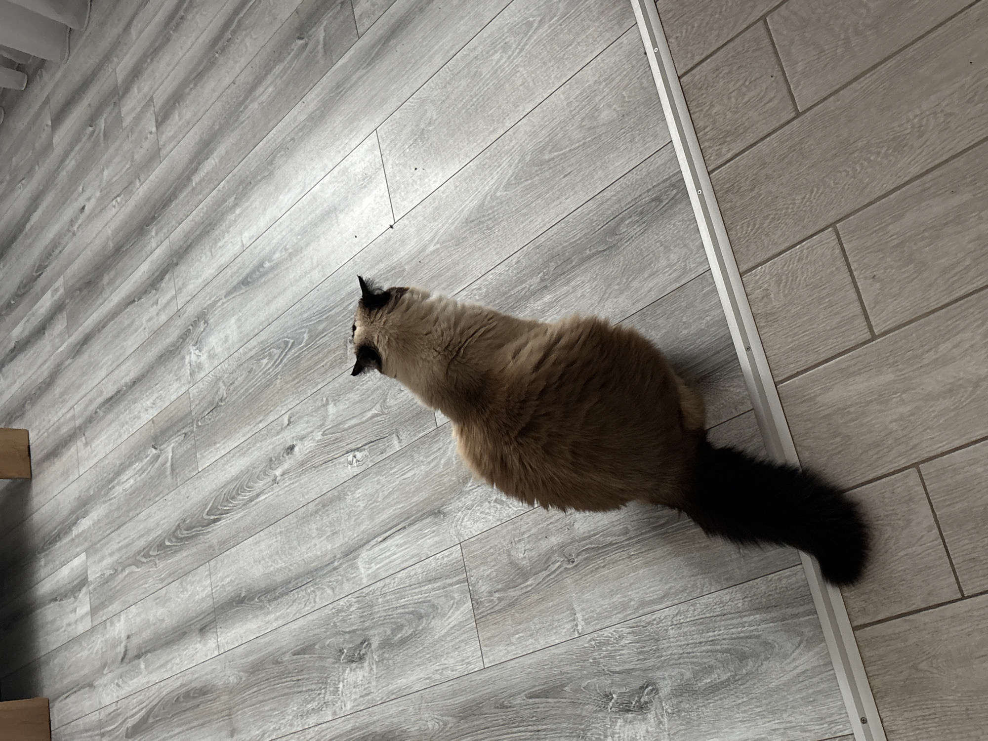Woman with cats enjoys quiet morning in Simferopol home
