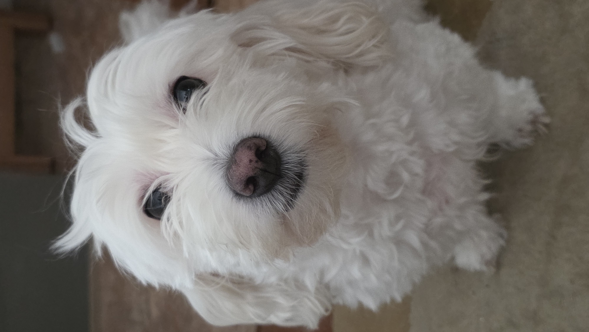 Fluffy white dog tries on glasses at home in Blagoevgrad