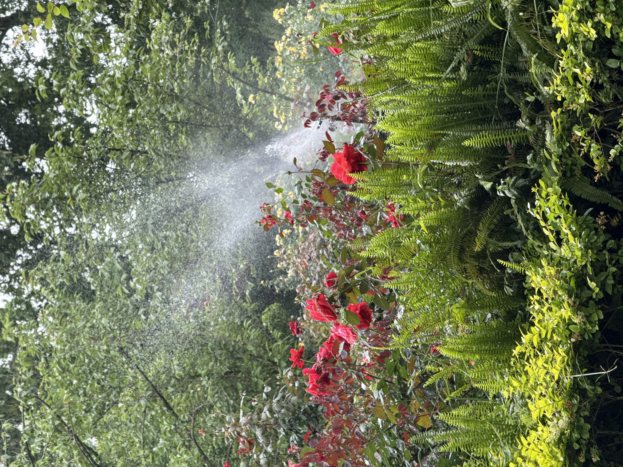 Dawn sprinkler system waters rose garden in Chenghua District