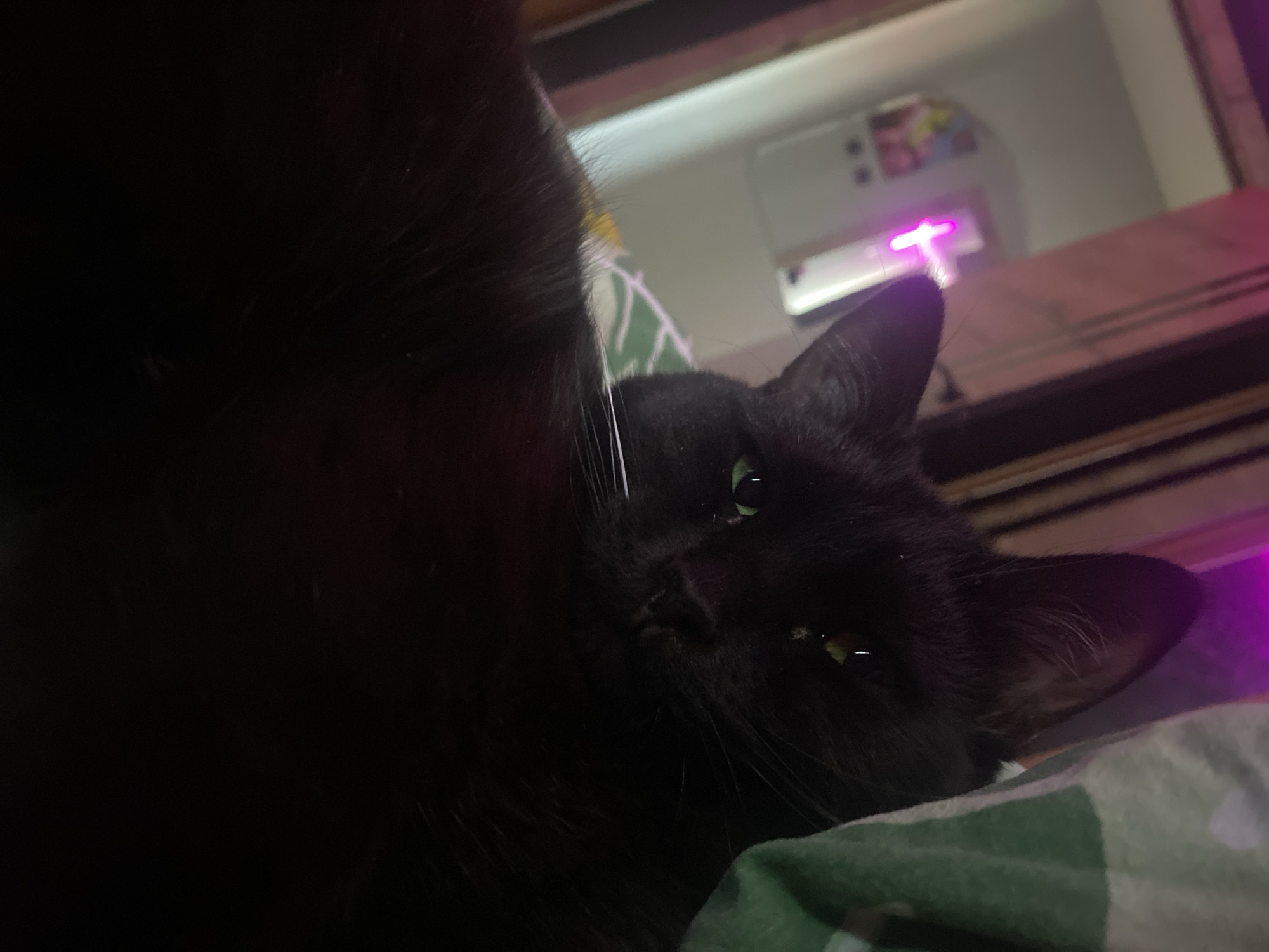 Black cat photographed sleeping on patterned bedding in Izhevsk
