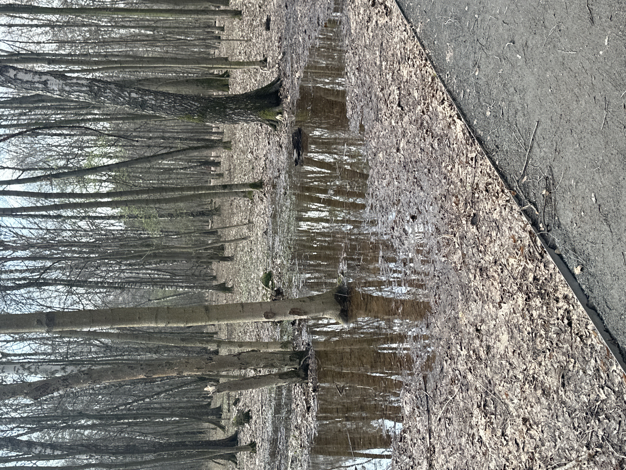 Spring morning scenes captured in Moscow birch forest park