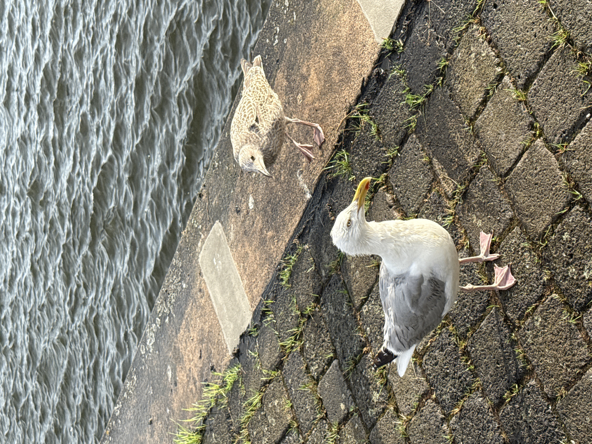 Seagulls at a rainy waterfront on a July afternoon