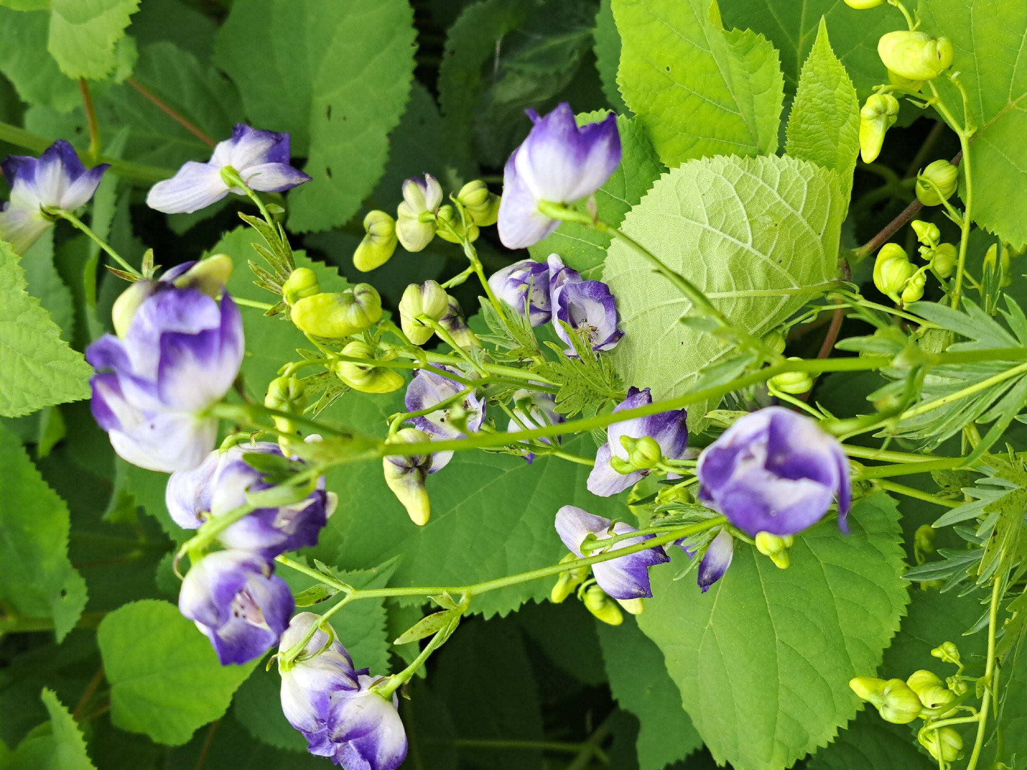 Monkshood blooms up close in a Russian garden
