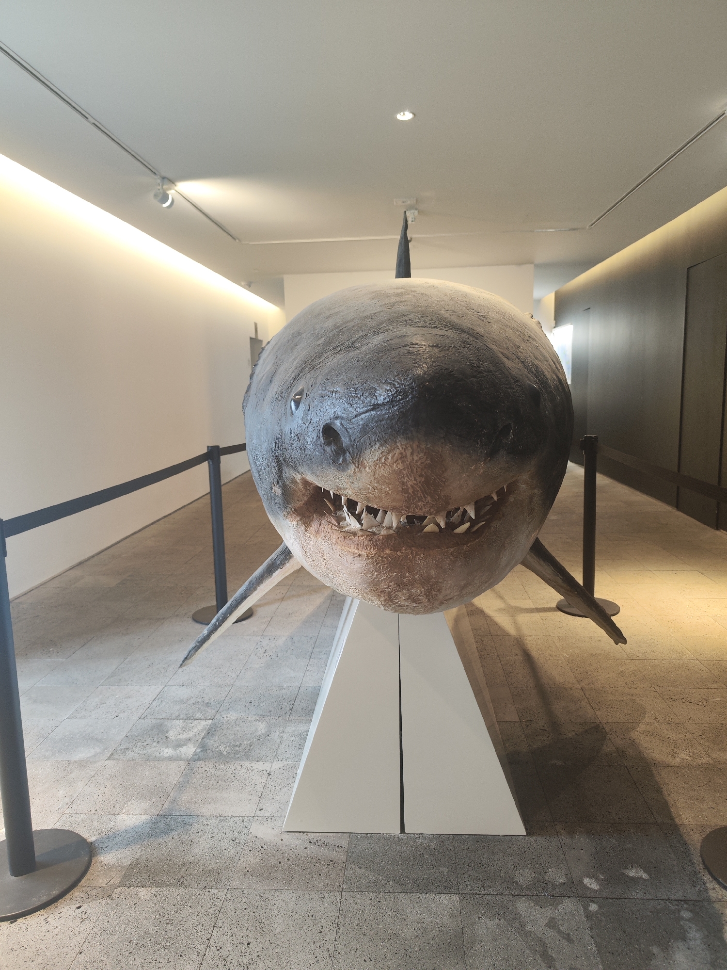 Shark model displayed indoors in Ponta Delgada, Portugal