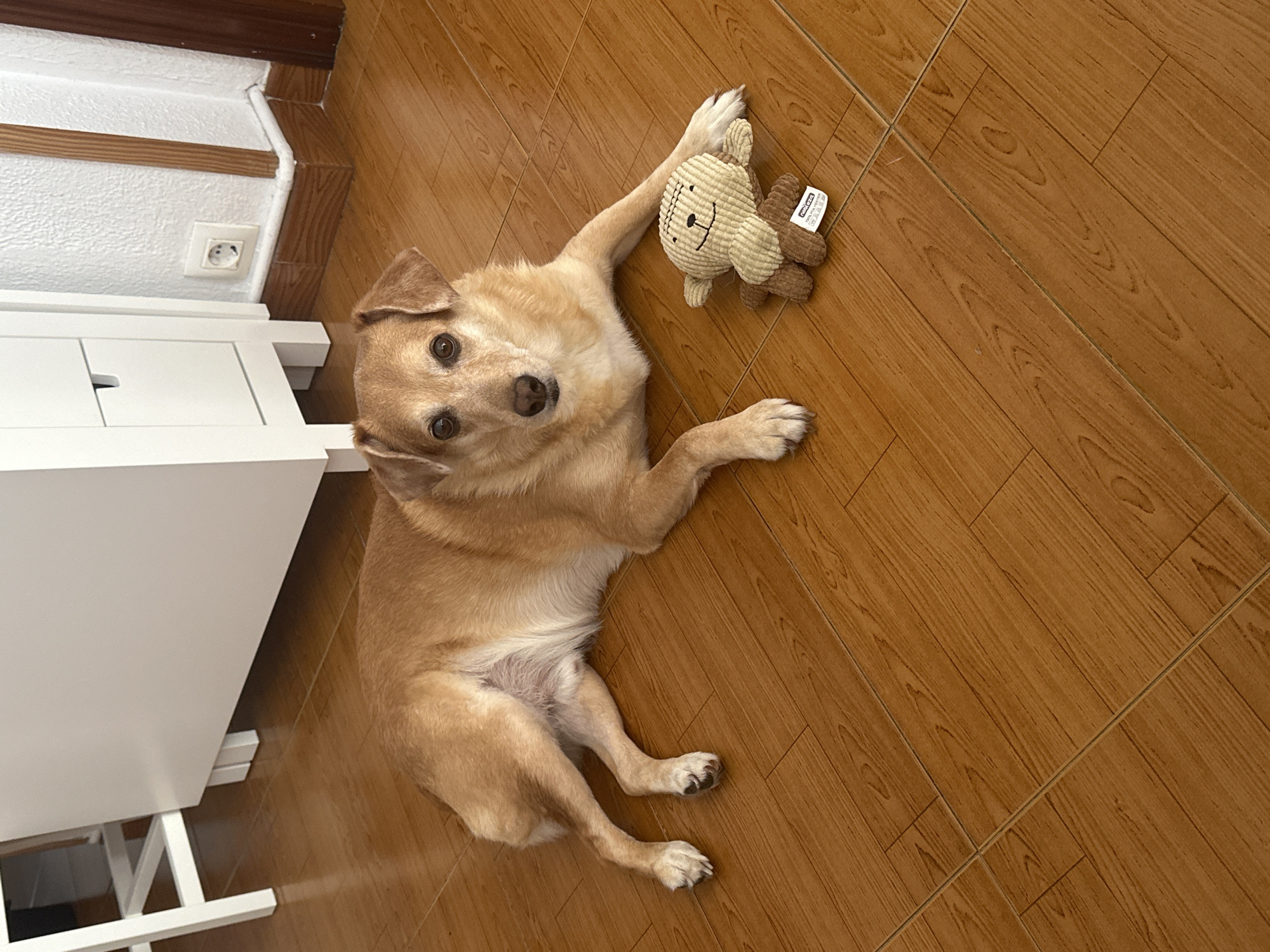 Relaxed dog on wooden floor with a teddy bear, Oviedo