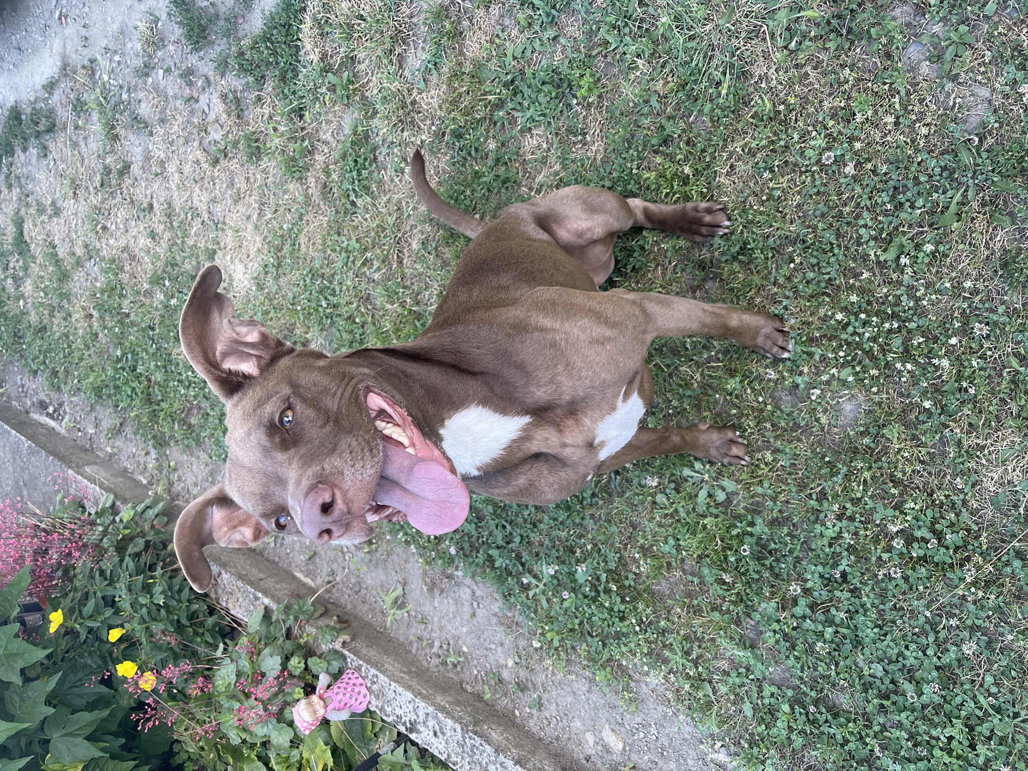 Backyard afternoon: pit bull and blooming roses in Vedrare